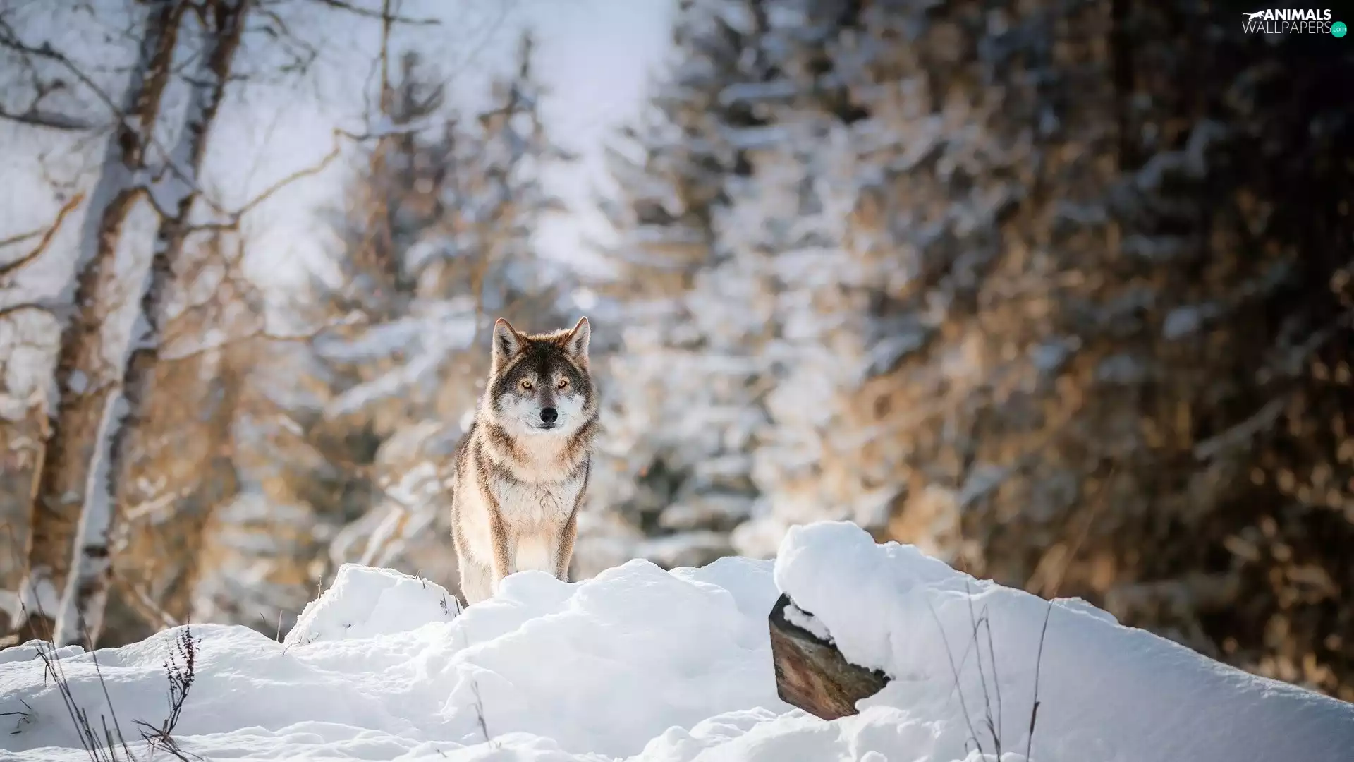 Wolf, winter, snow