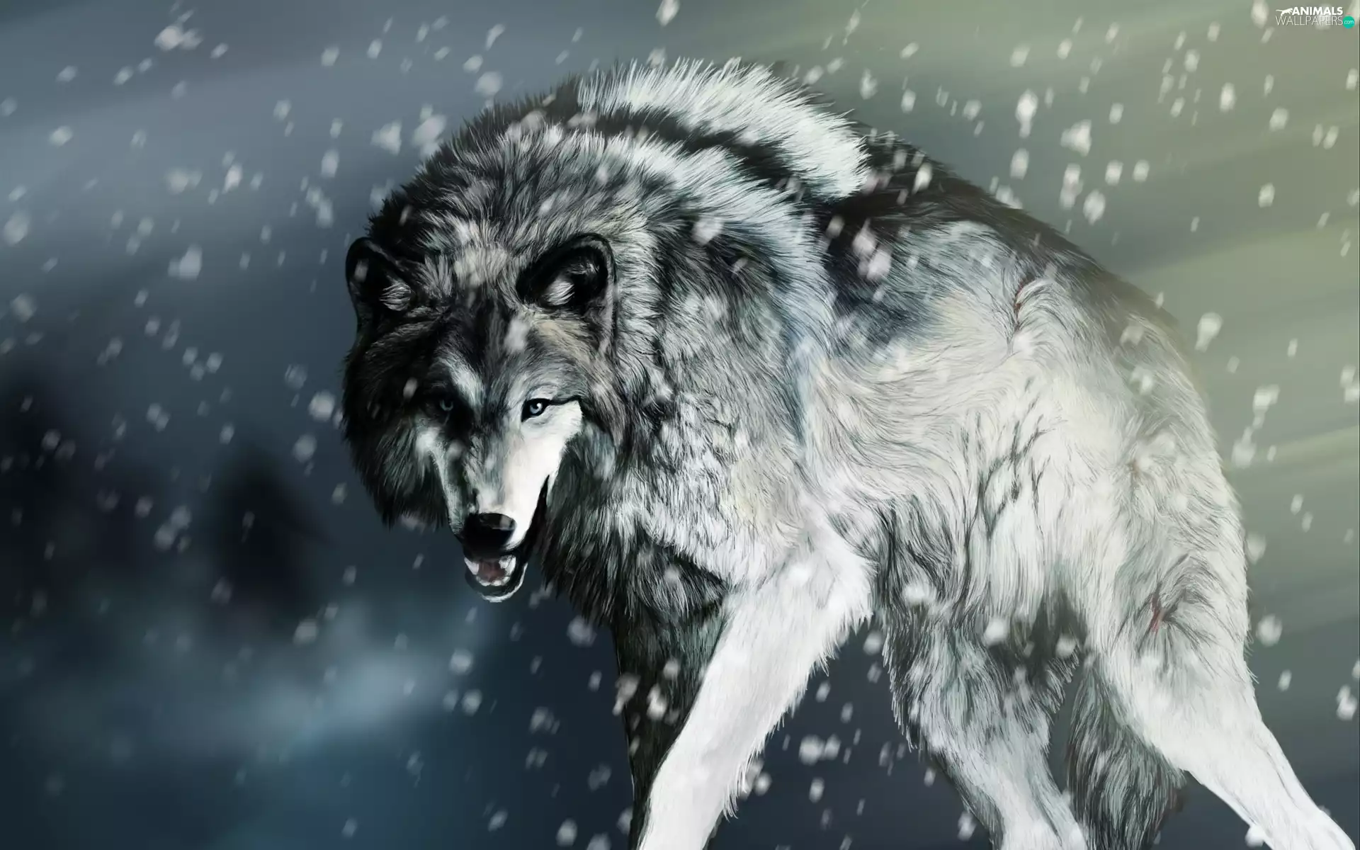 Wolf, snow
