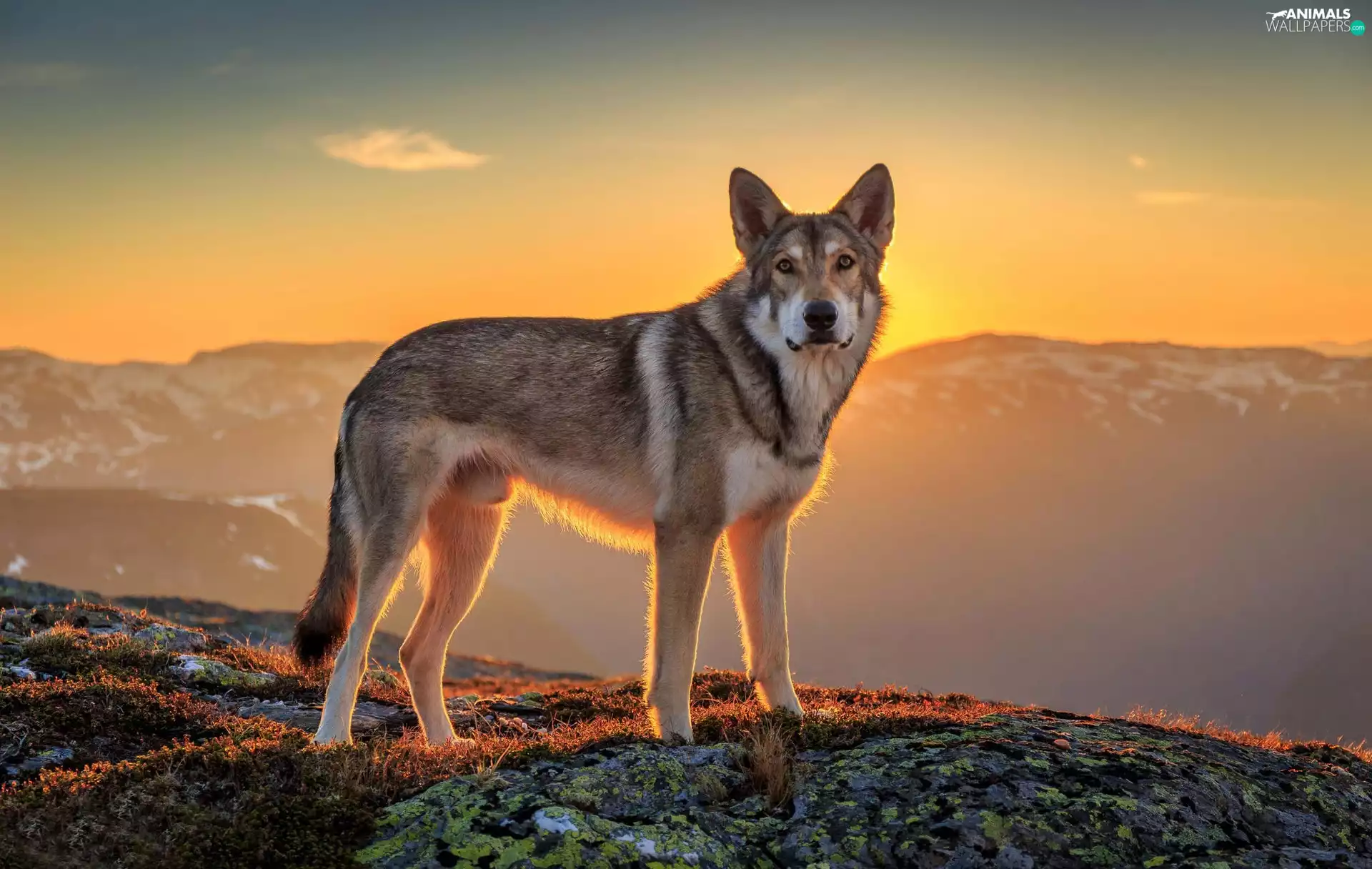 Wolf, Mountains, top