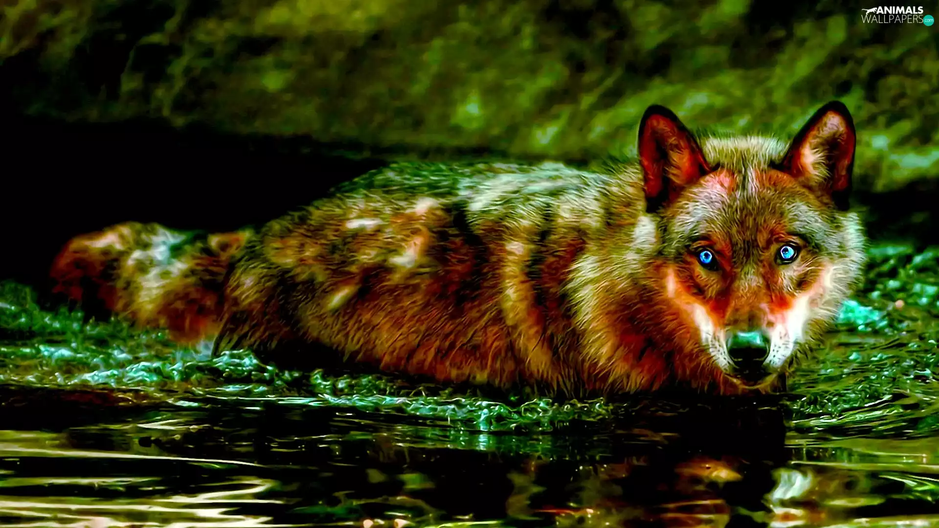 Wolf, water