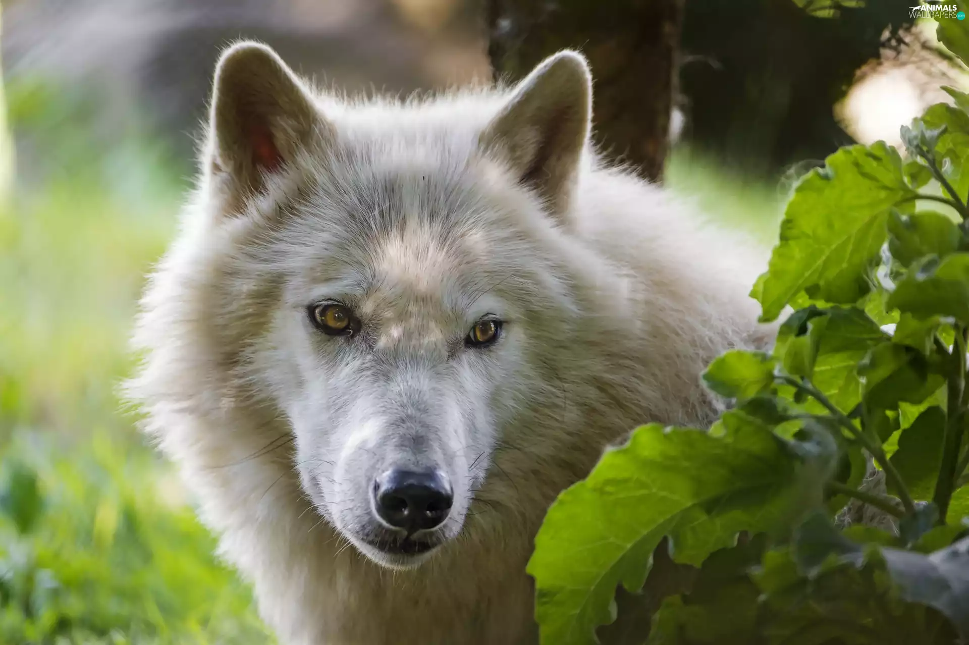 White, muzzle, leaves, Wolf