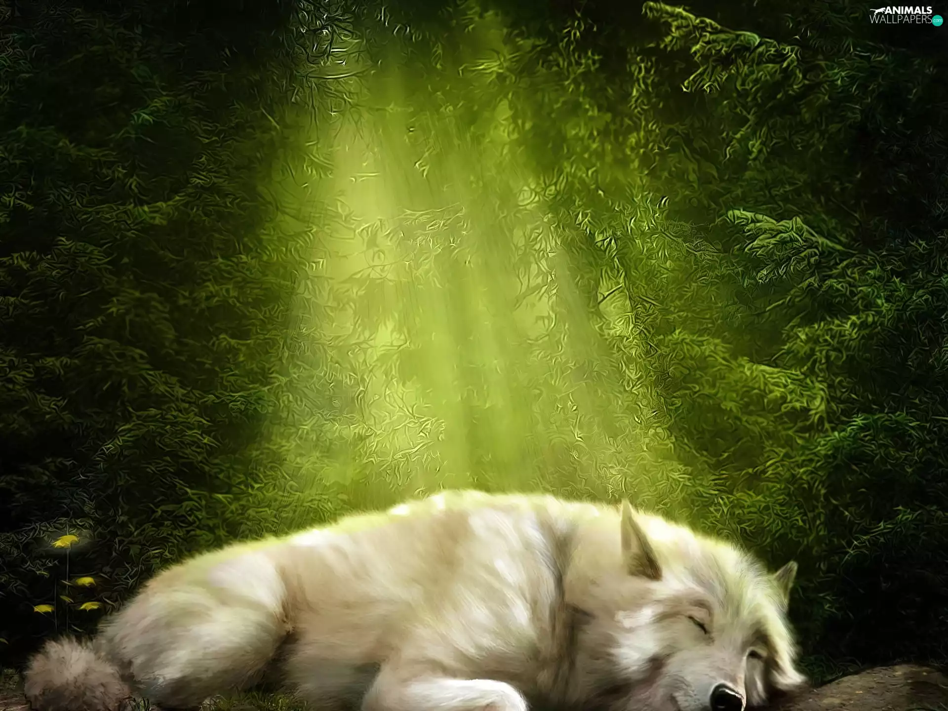 White, forest, rays, Wolf