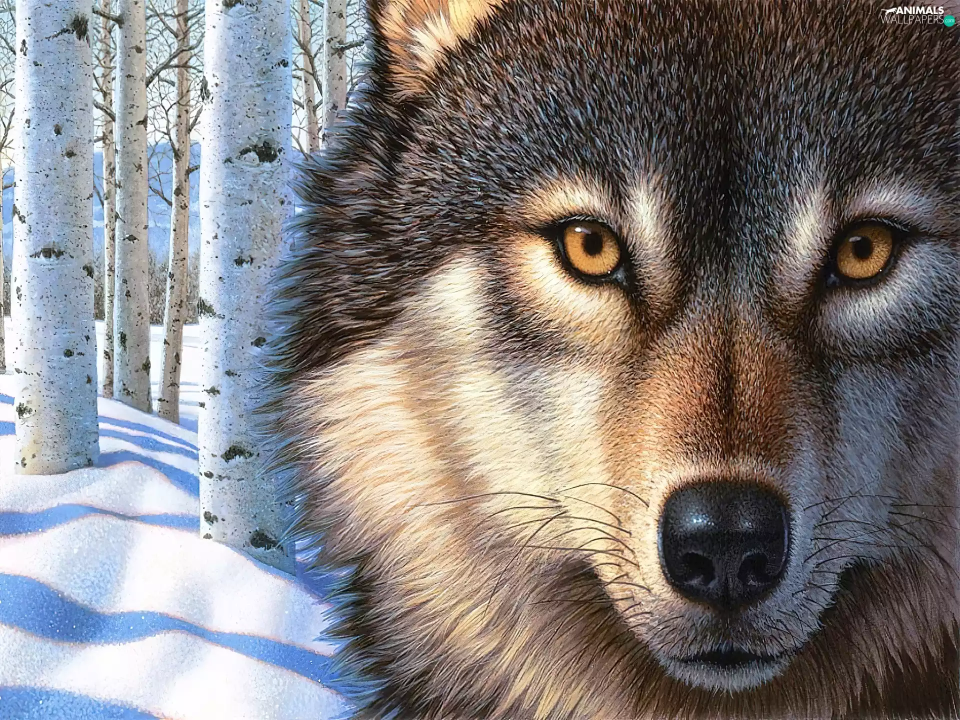 Wolf, winter