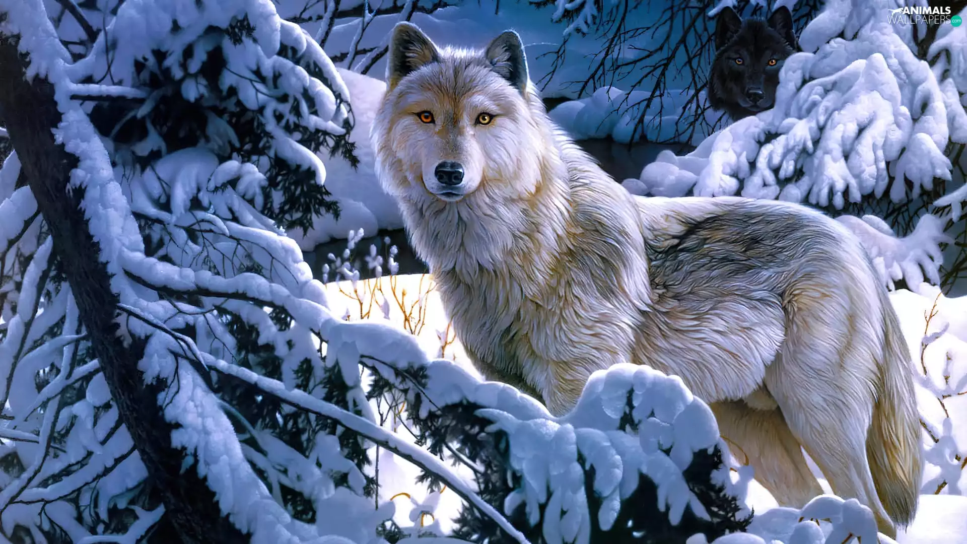 Wolf, scenery, Winter