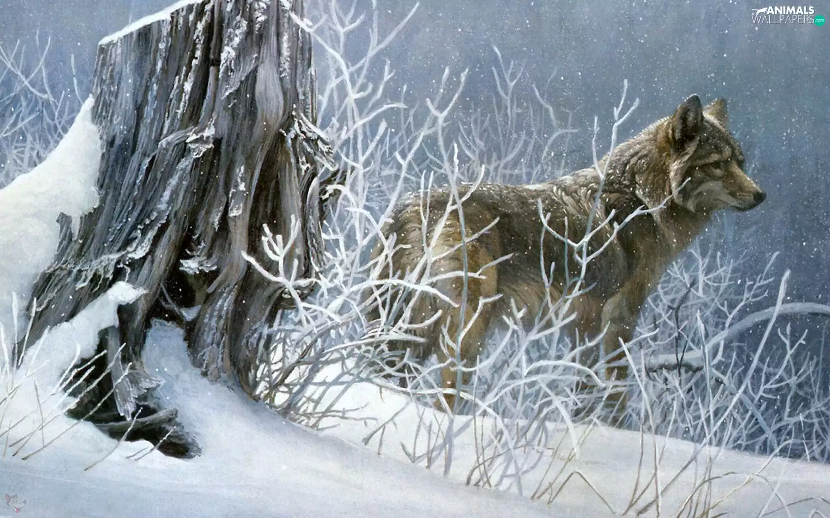 Wolf, winter