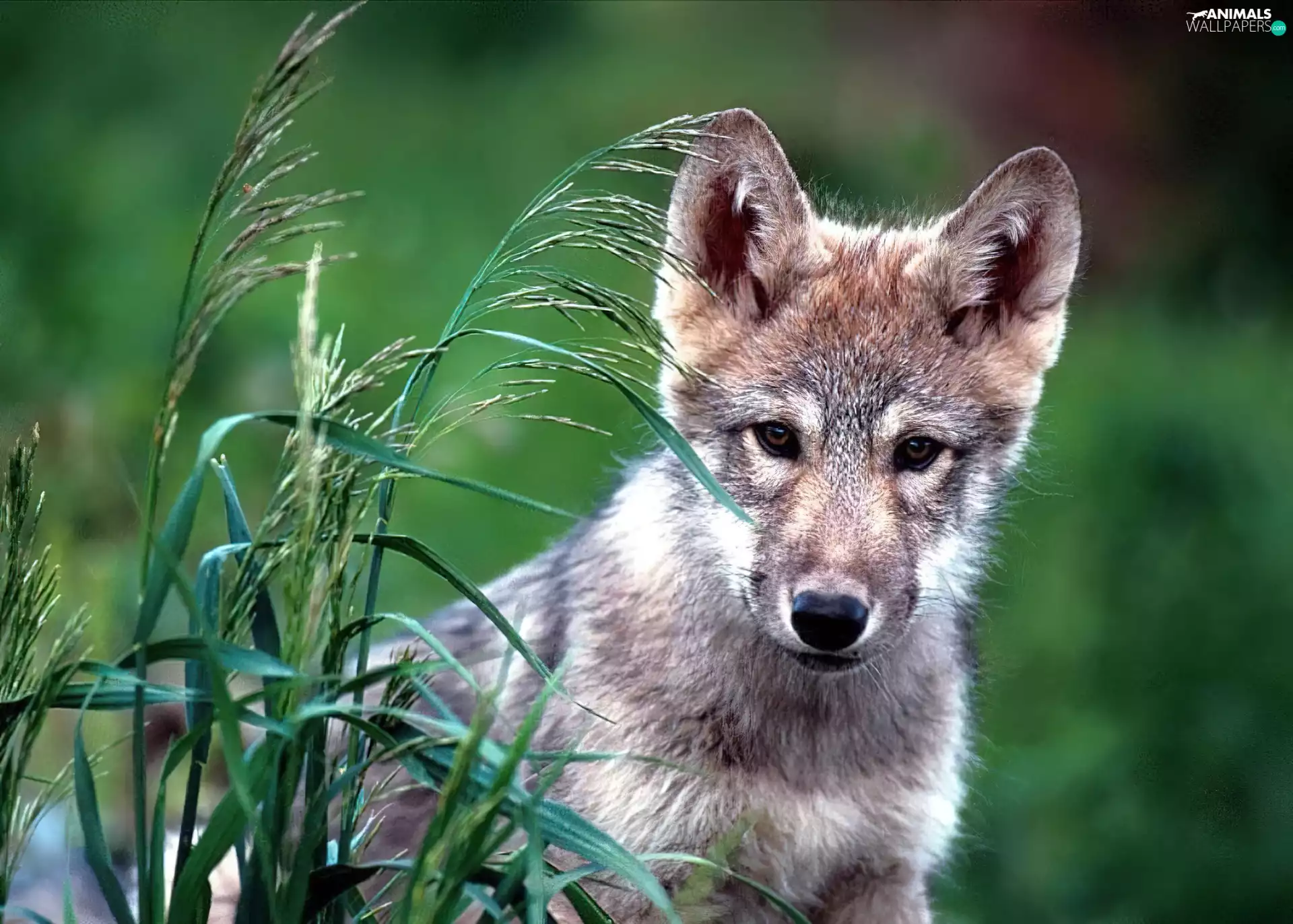 young, Green, grass, wolf