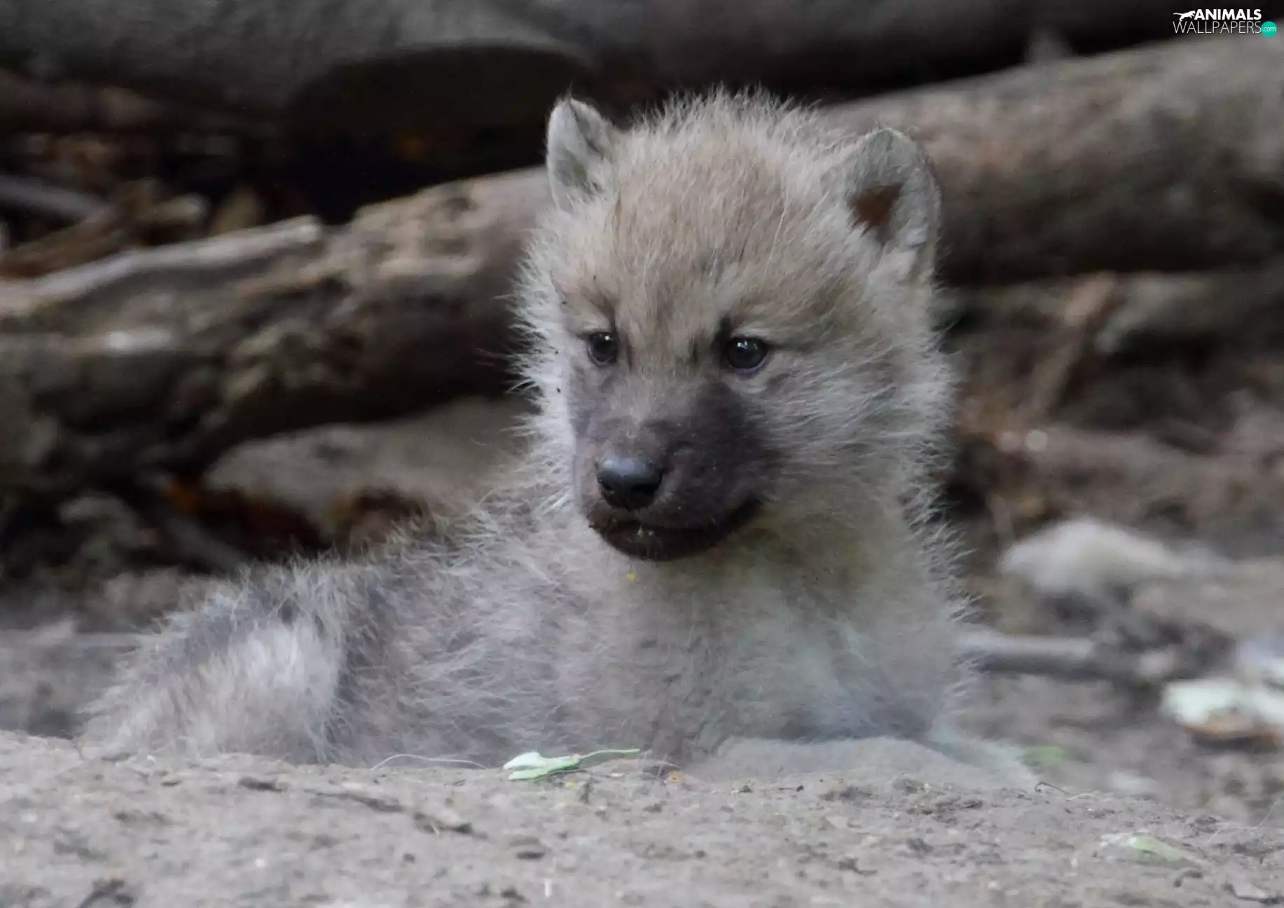 young, arctic, land, wolf