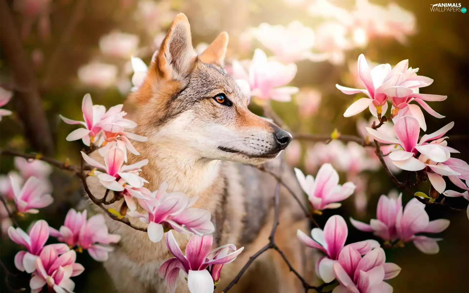 Magnolia, dog, Czechoslovakian Wolfdog