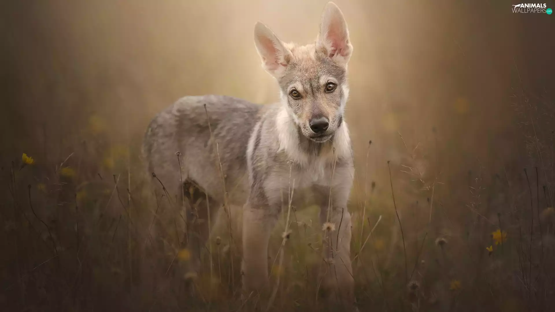 Meadow, Puppy, Czechoslovakian Wolfdog