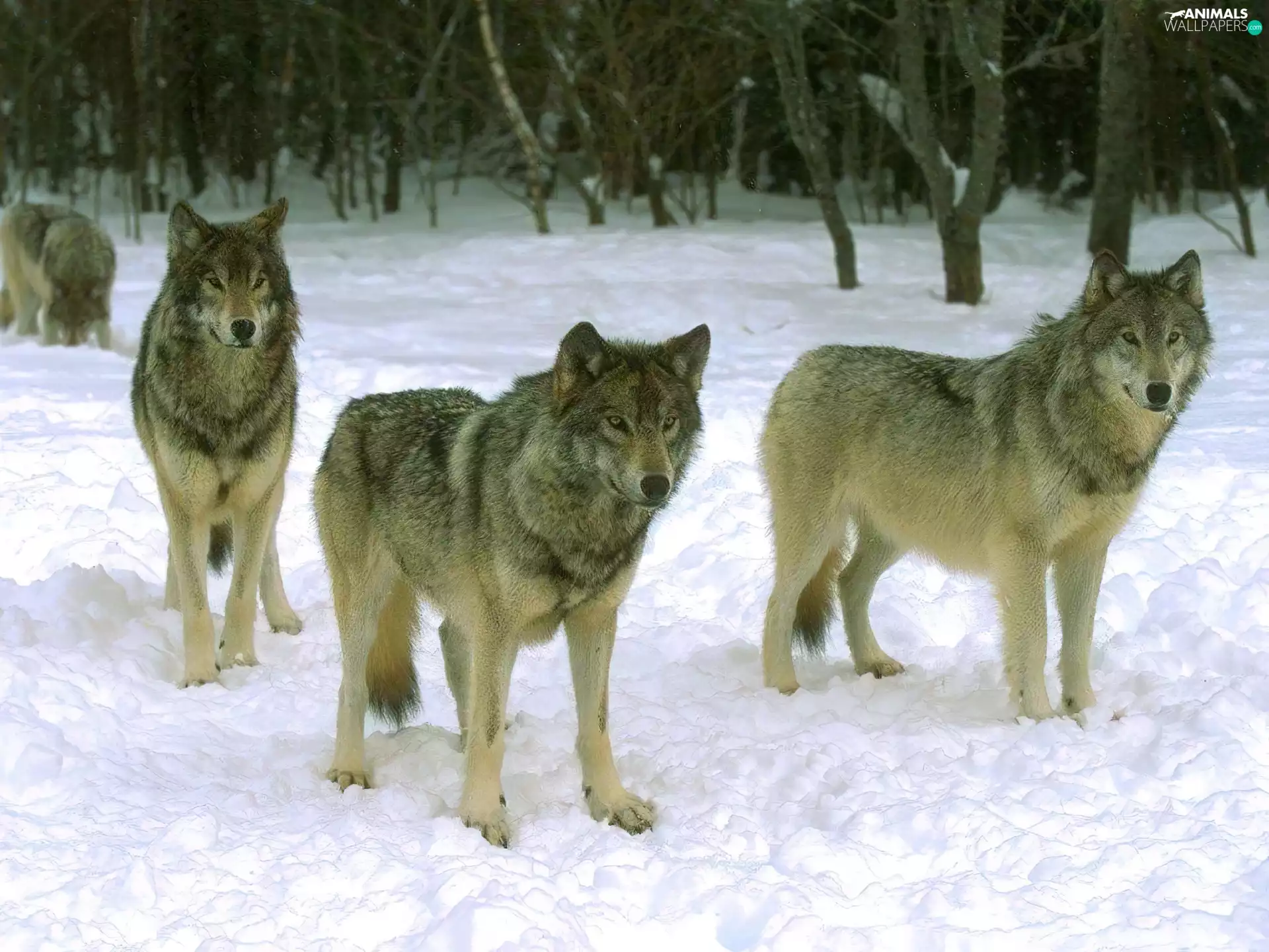 wolves