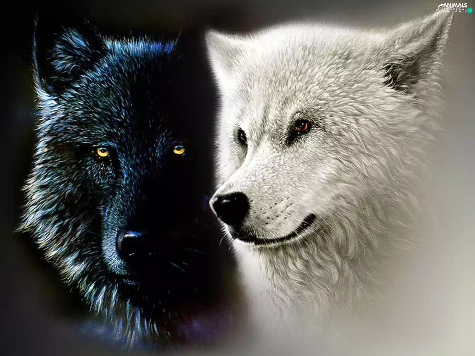 contrast, Two cars, wolves