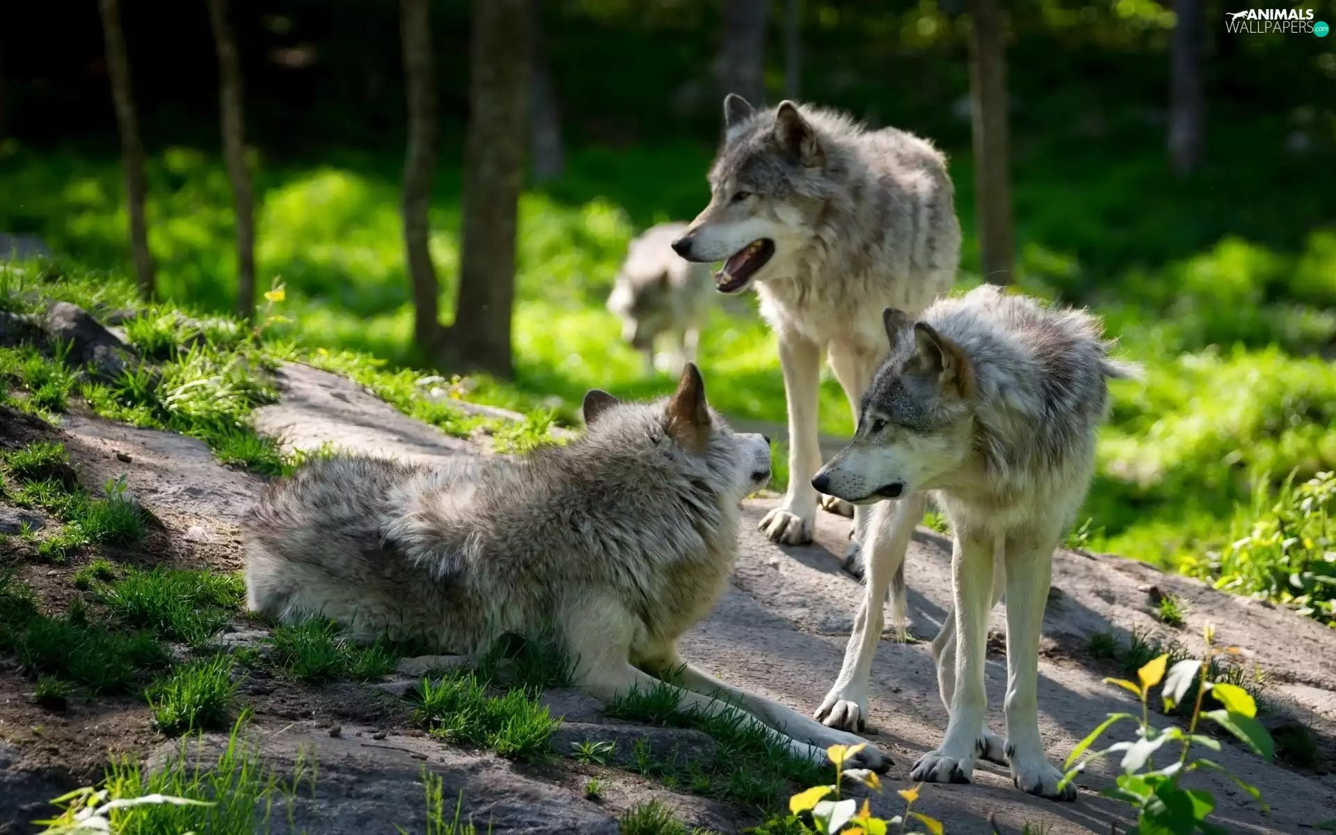 wolves, forest