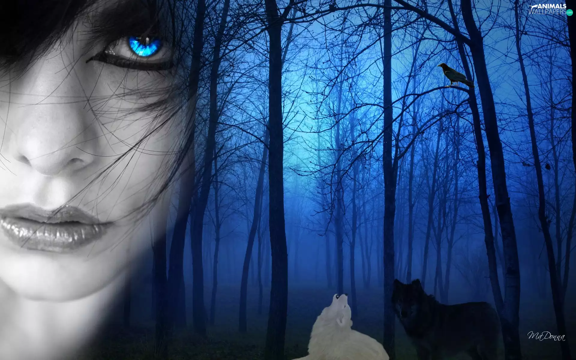 wolves, Women, forest