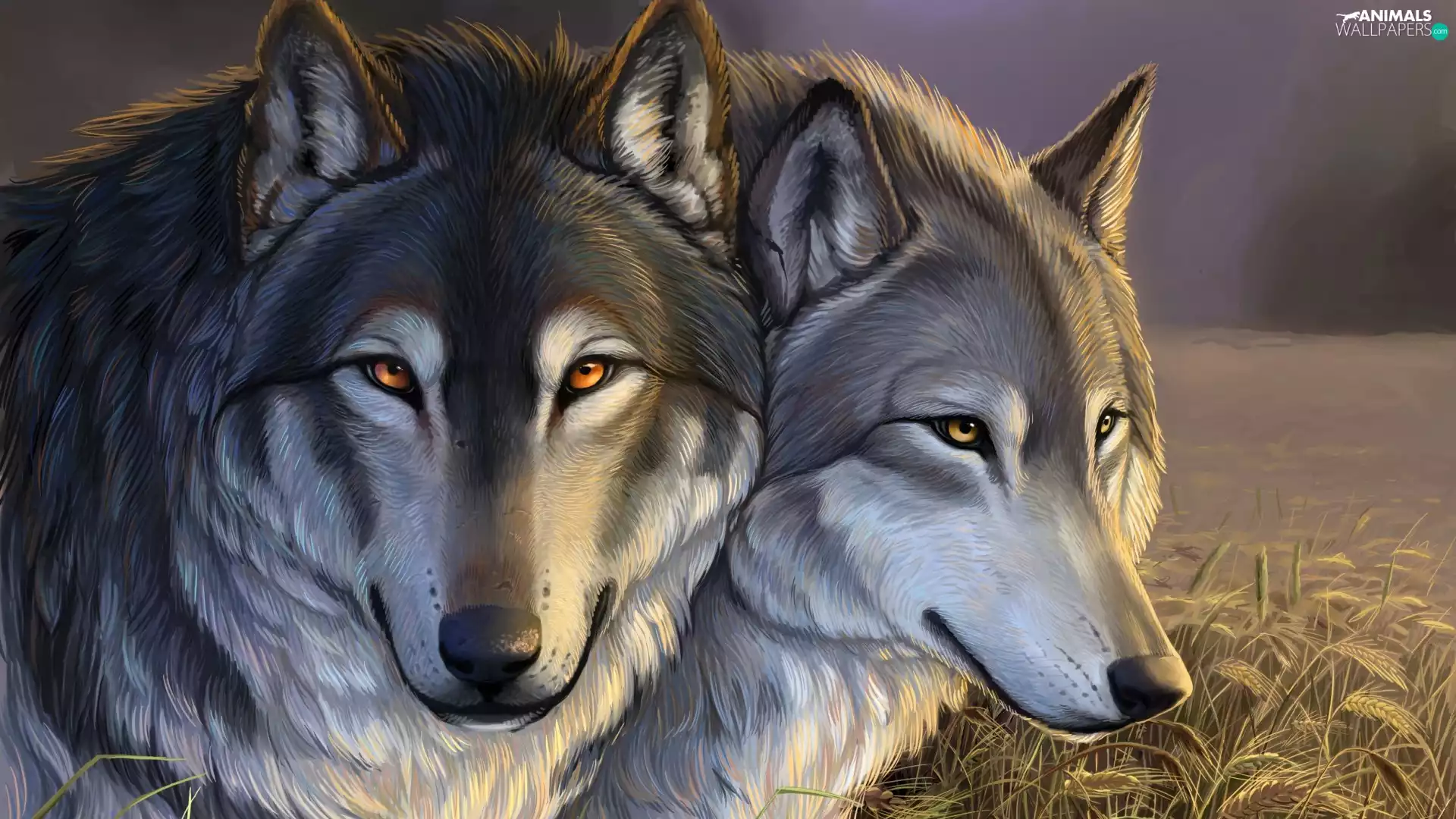 head, Two cars, wolves