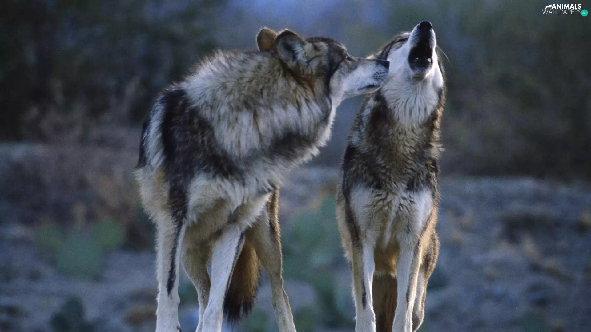 howl, Two cars, wolves