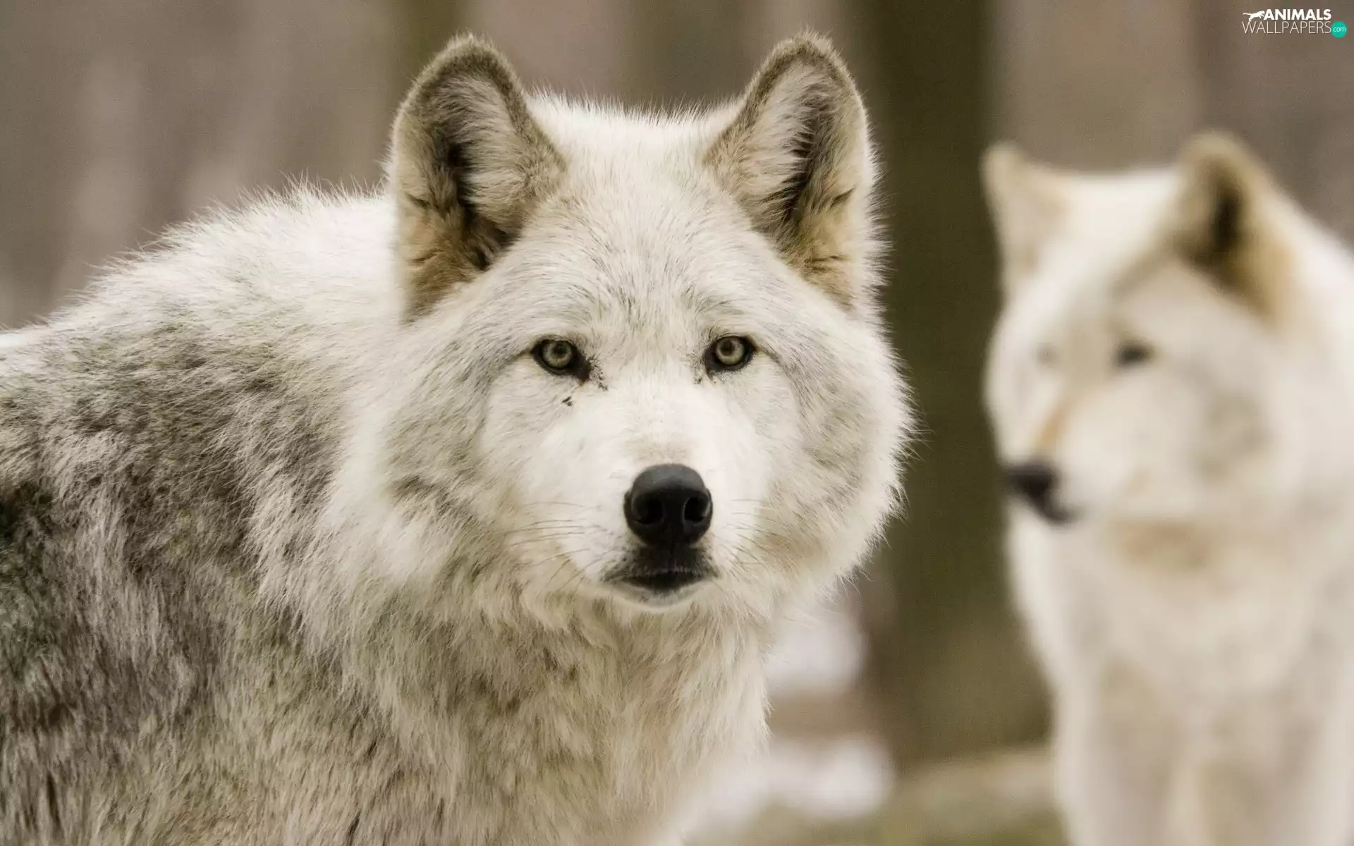 wolves, The look