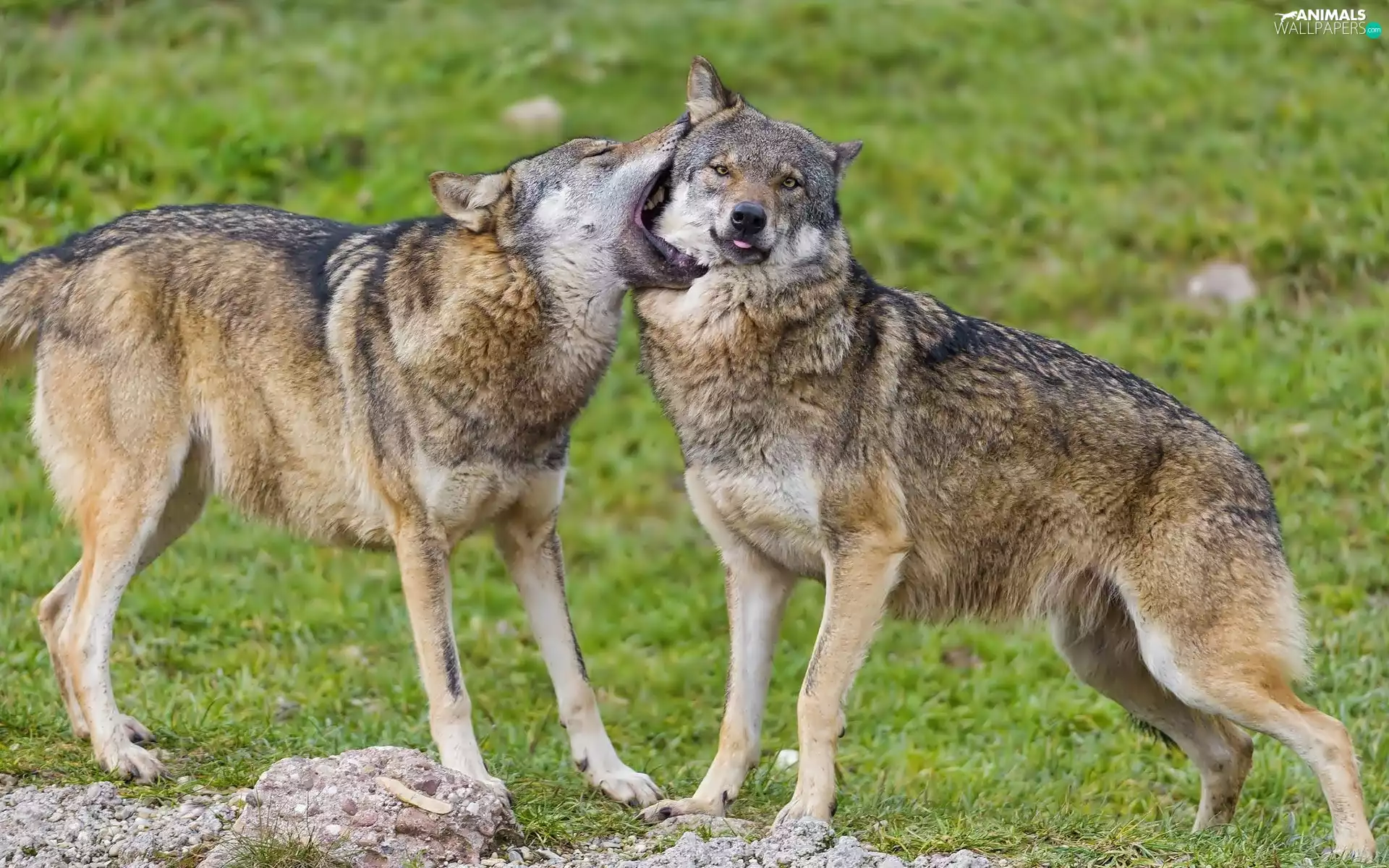 play, Two cars, wolves