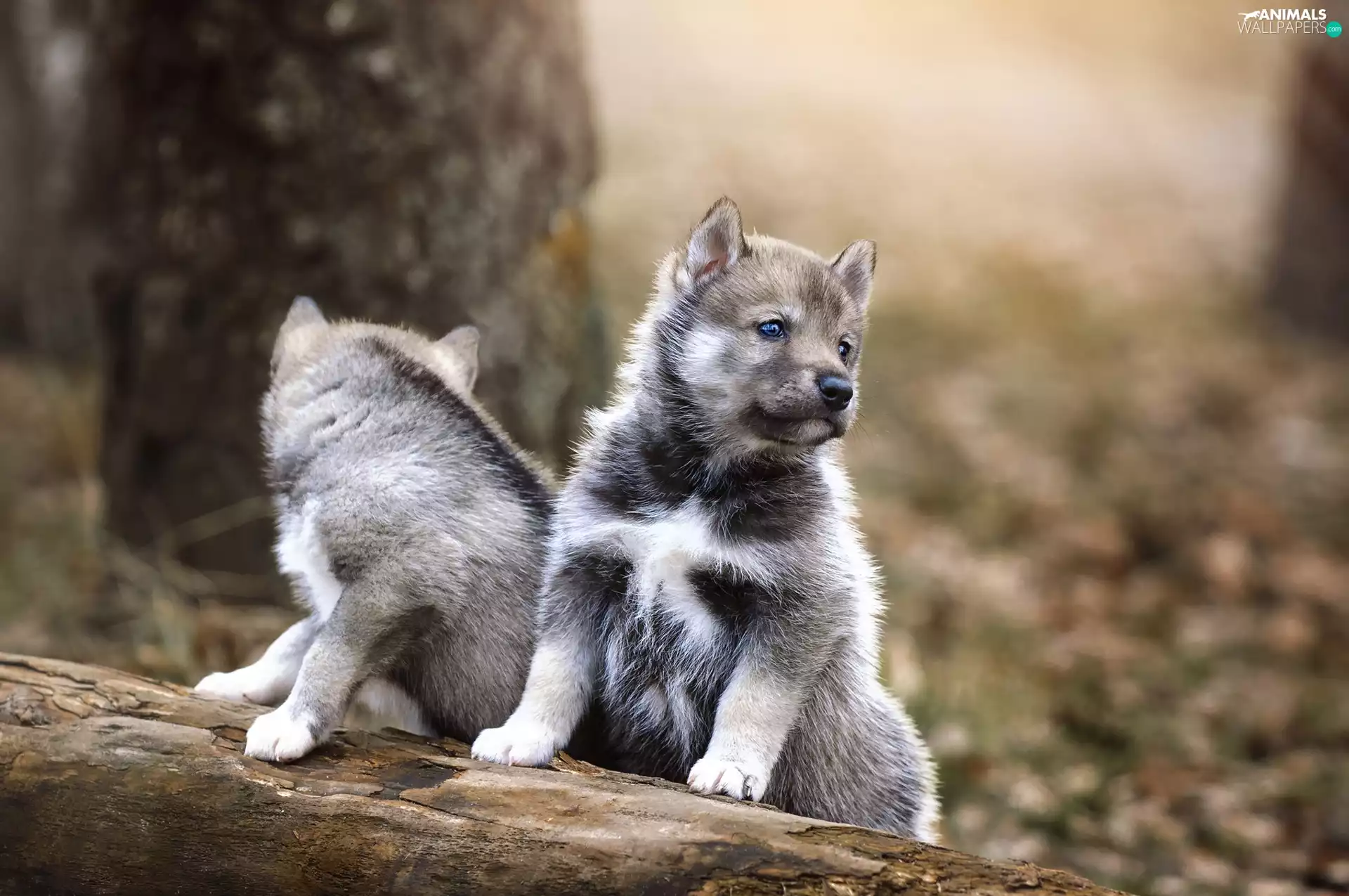 puppies, little doggies, wolves