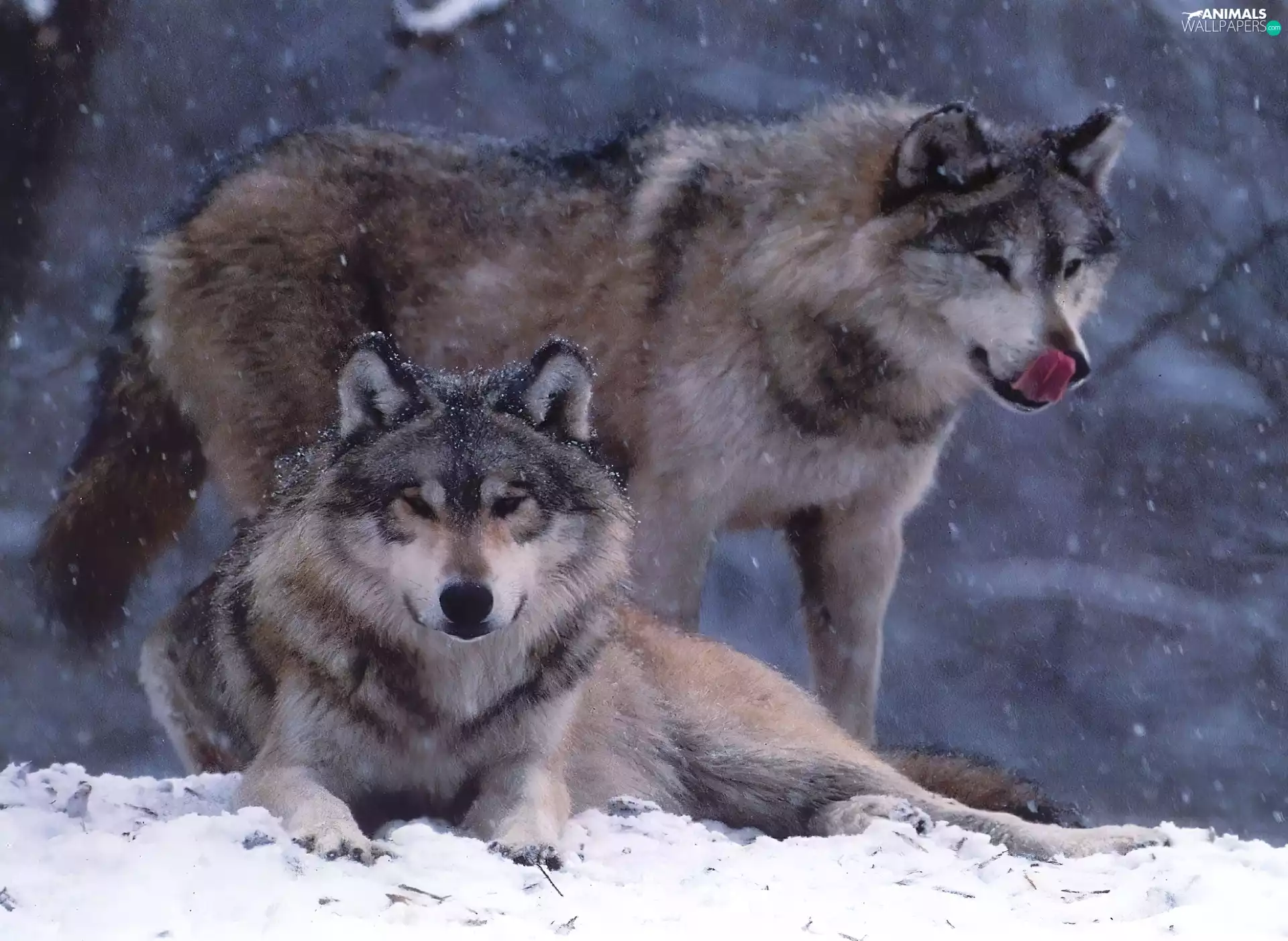 wolves, snow
