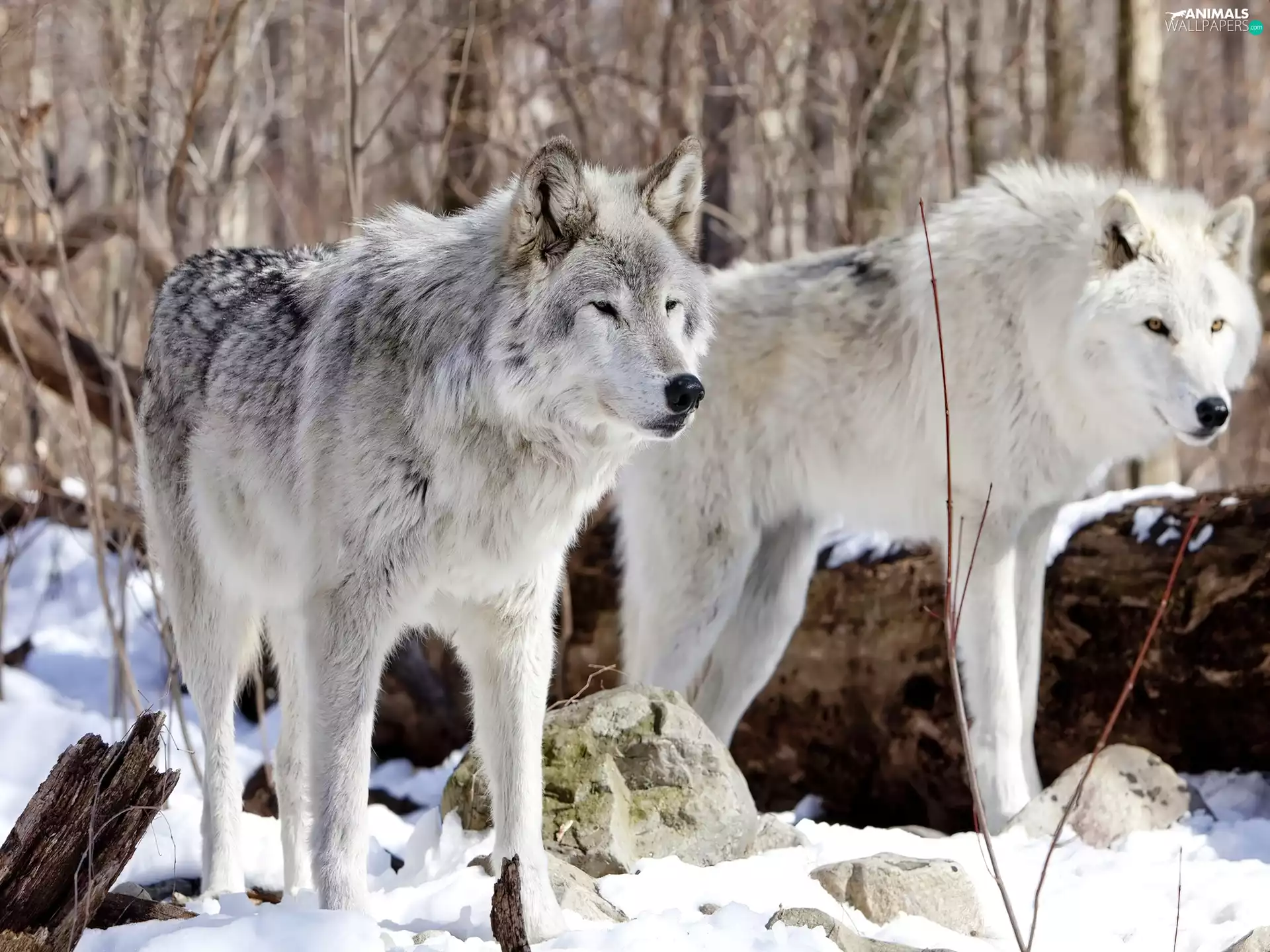 wolves, snow