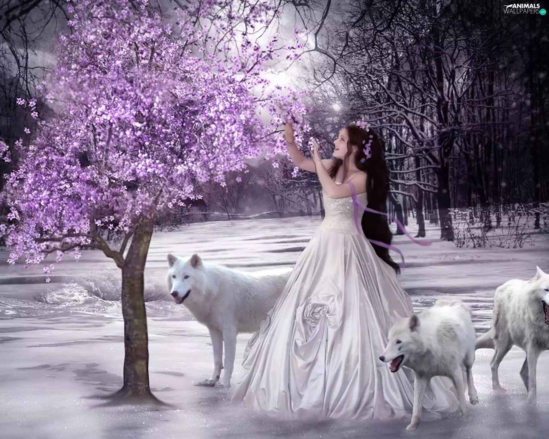 wolves, Women, White