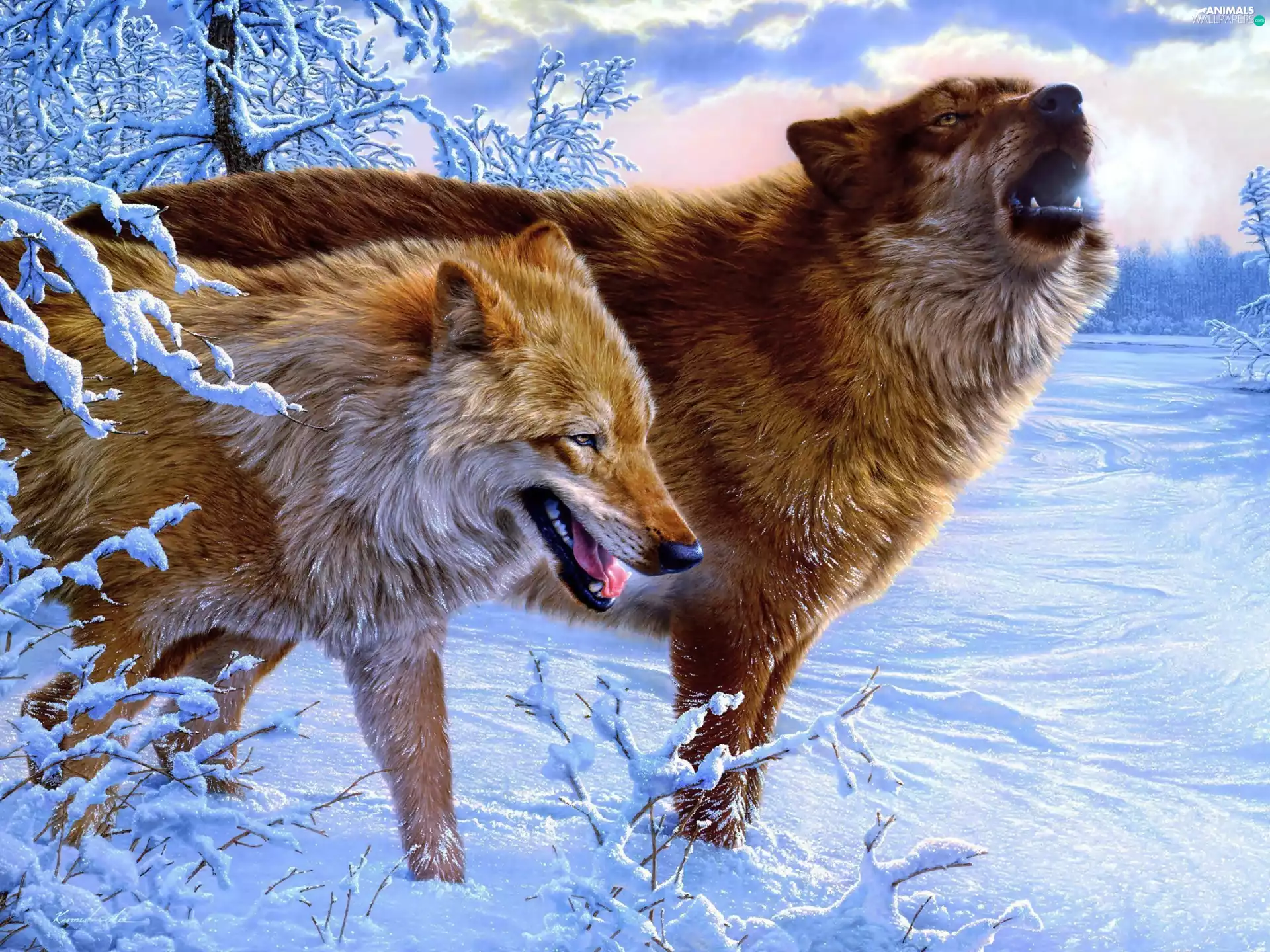 wolves, winter