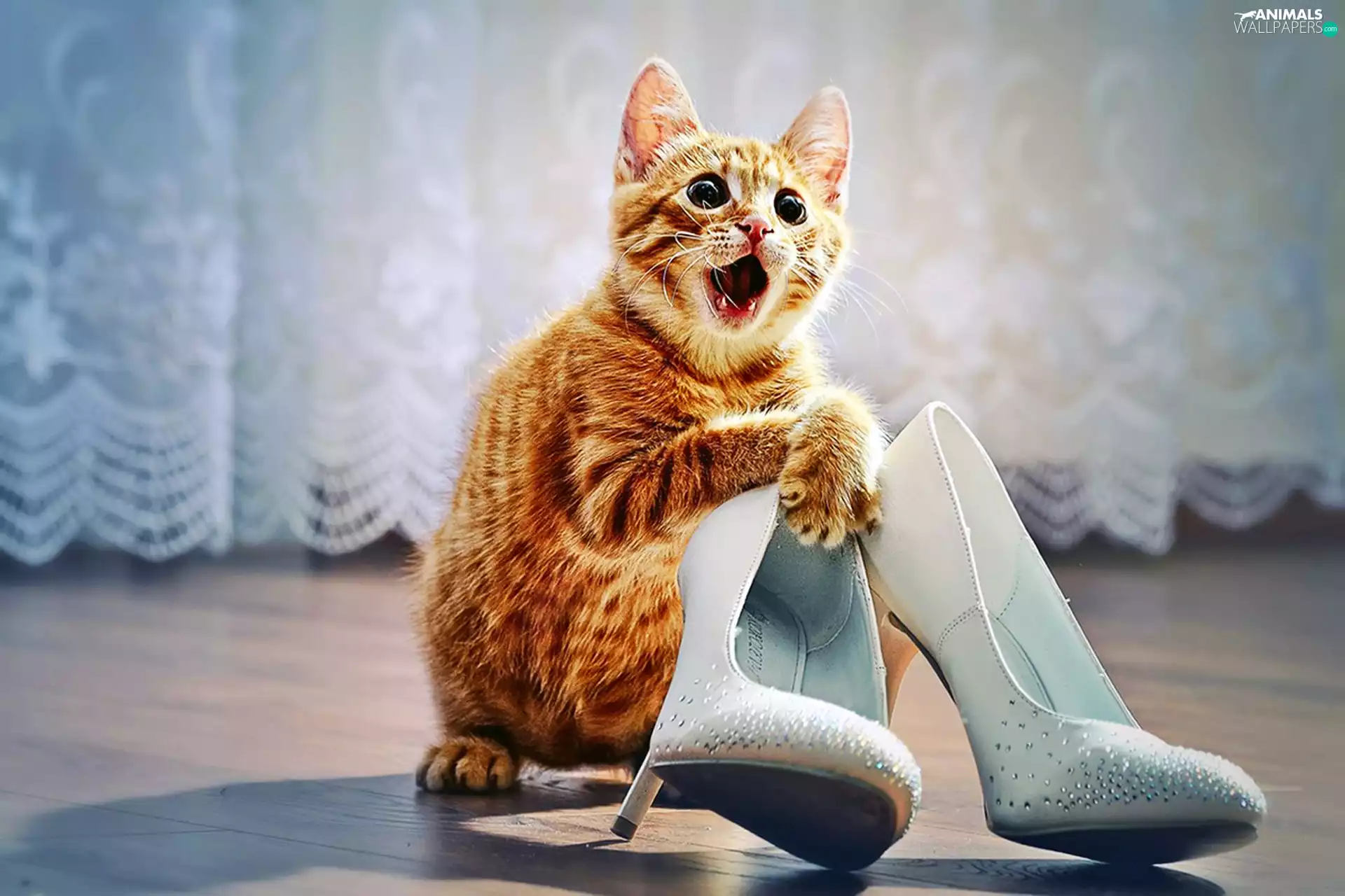 woman, cat, heels