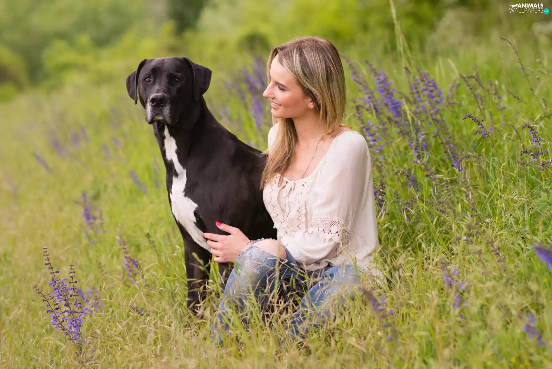 dog, Meadow, Flowers, Women