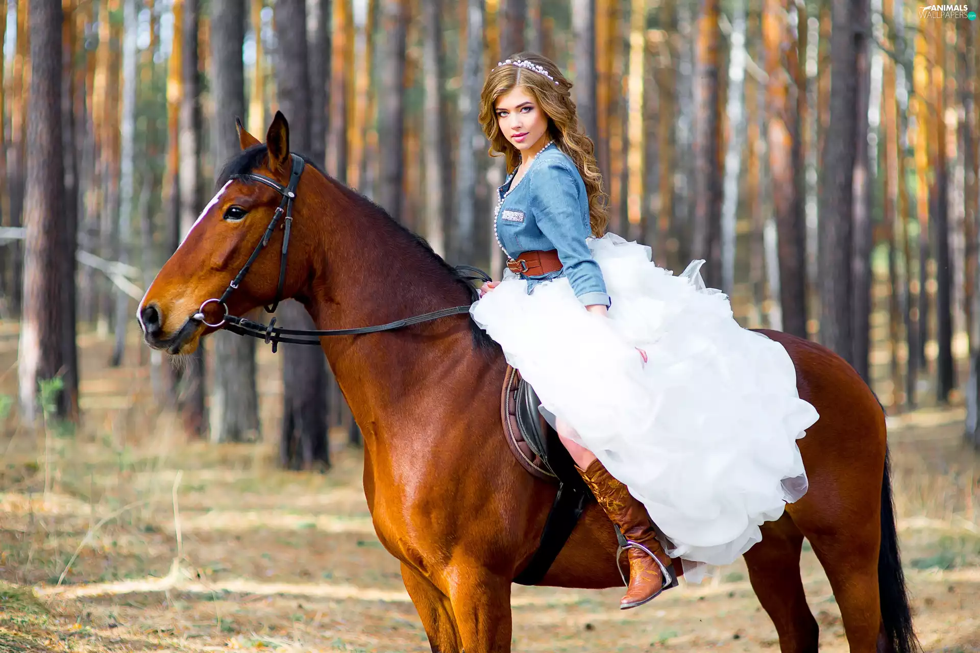 forest, blurry background, Women, Dress, Horse