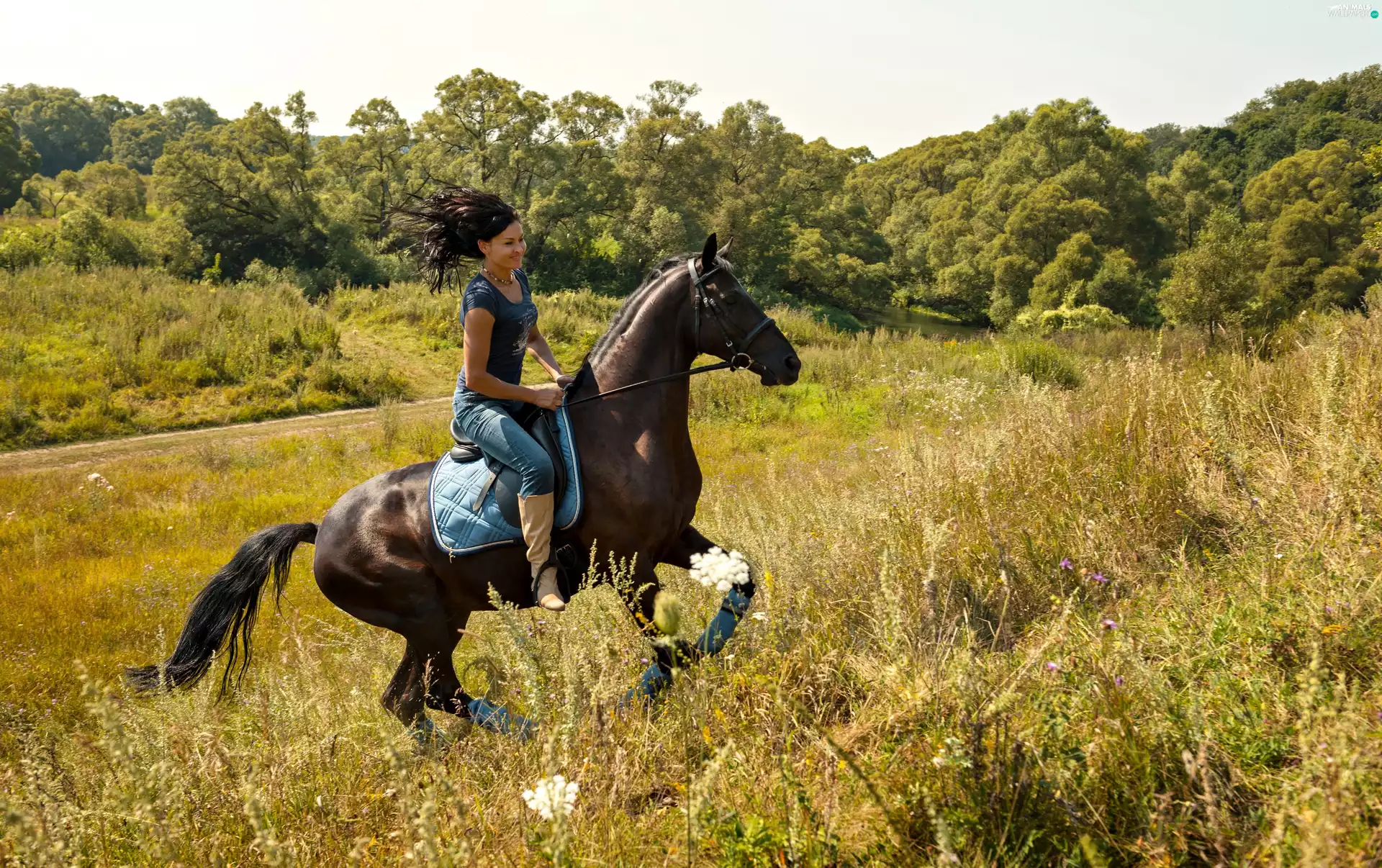 Horse, Meadow, ride, Women