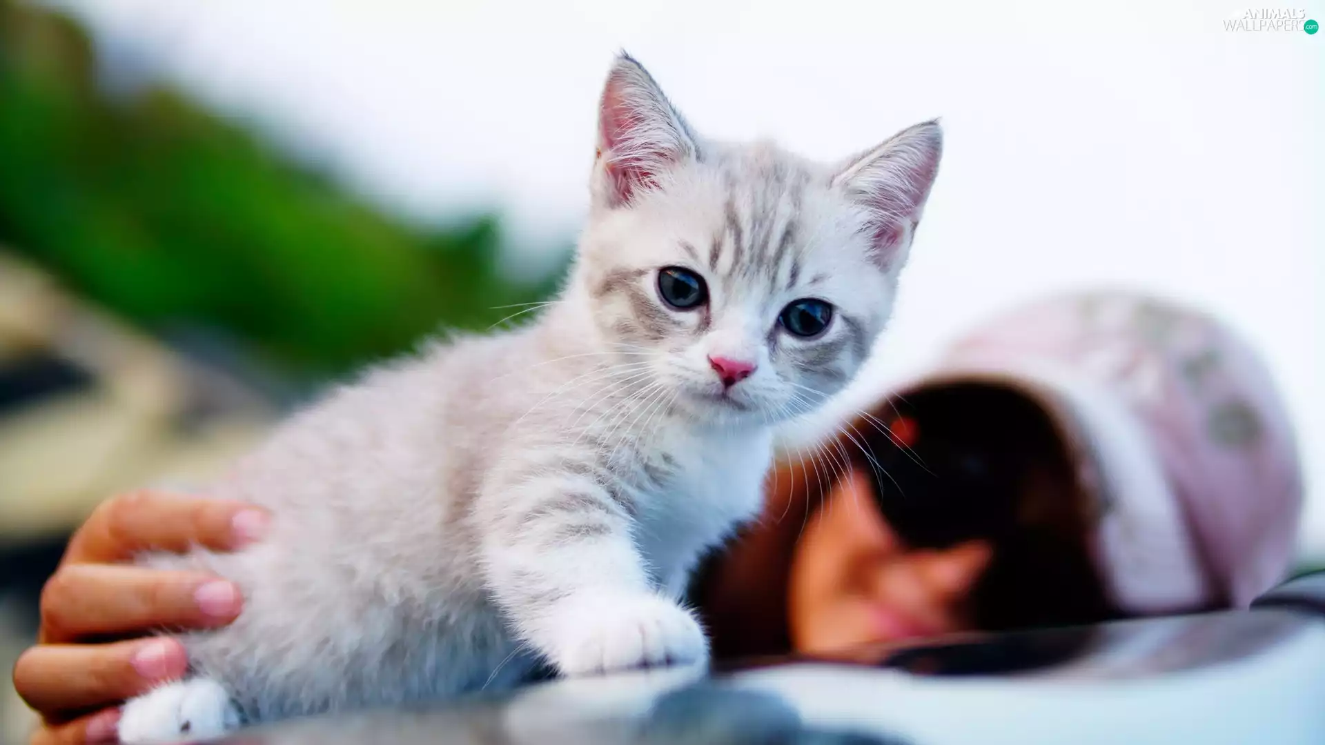 Women, small, kitten