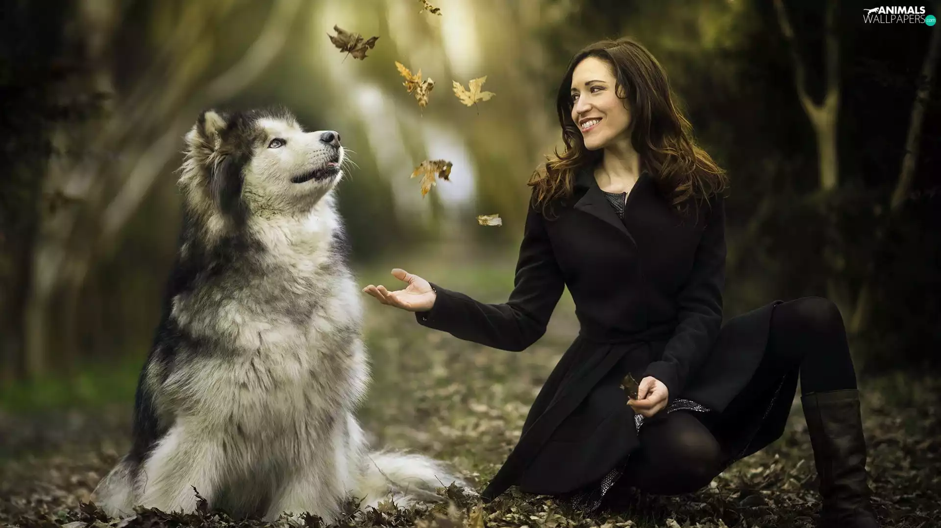 dog, Women, Leaf, Alaskan Malamute