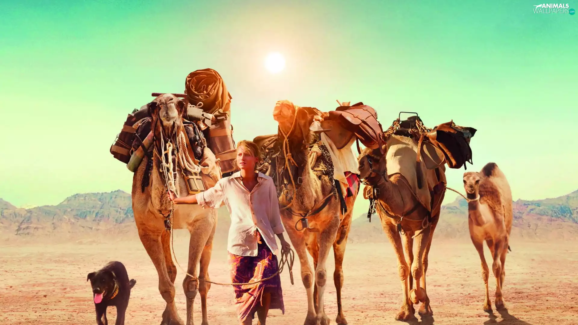 dog, Women, sun, Camels, Desert