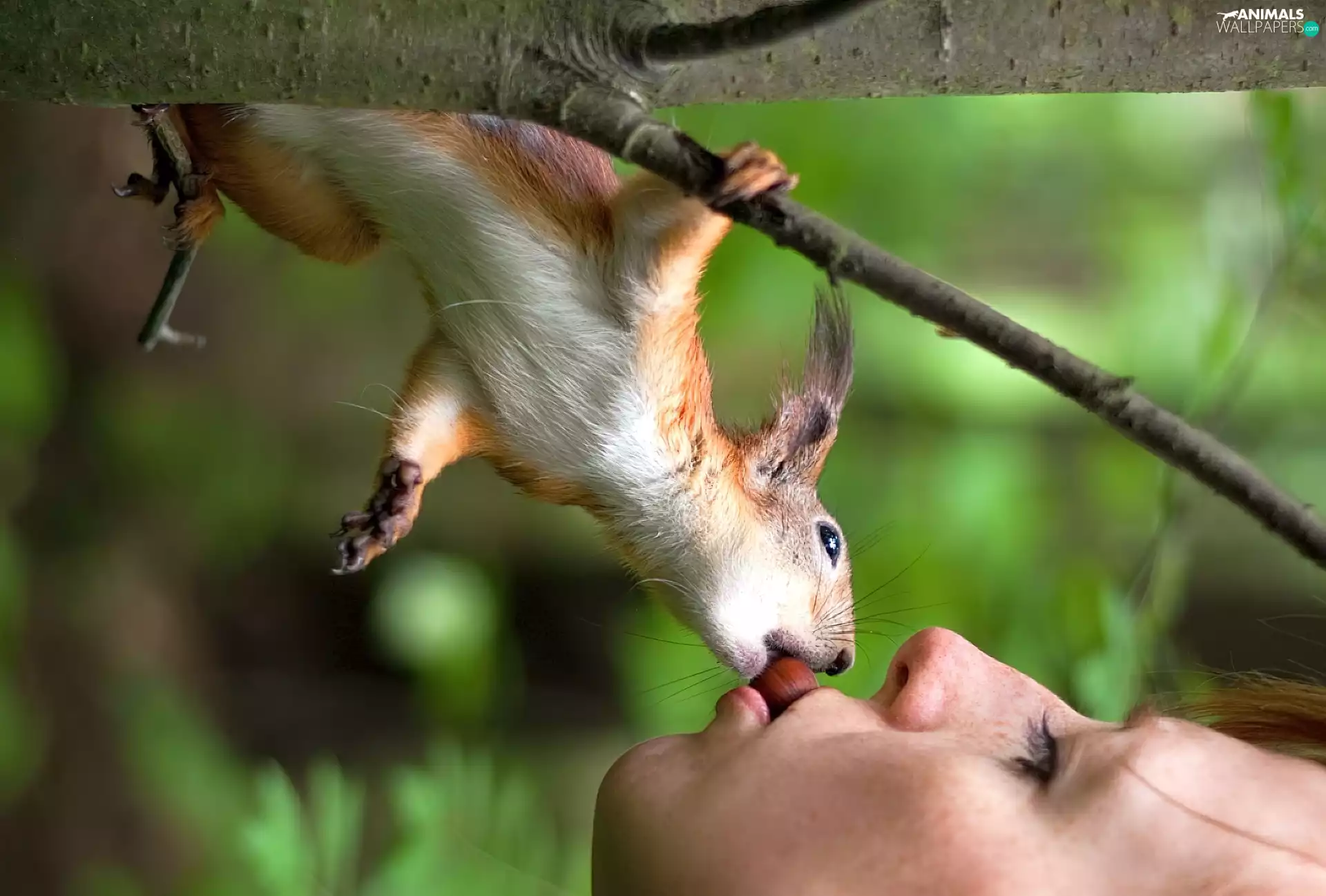 face, squirrel, nut, Womens