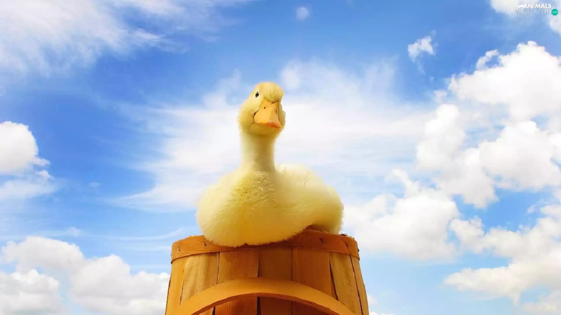 Sky, Bucket, Ducky, wood