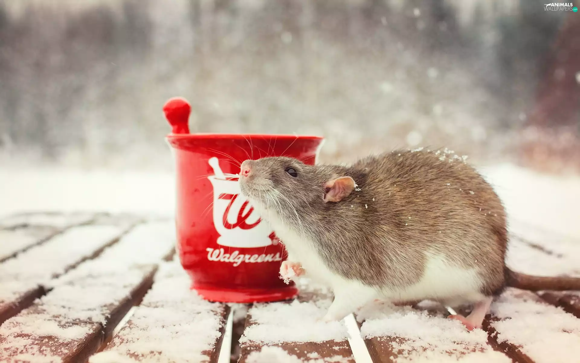 winter, Platform, rat, wooden