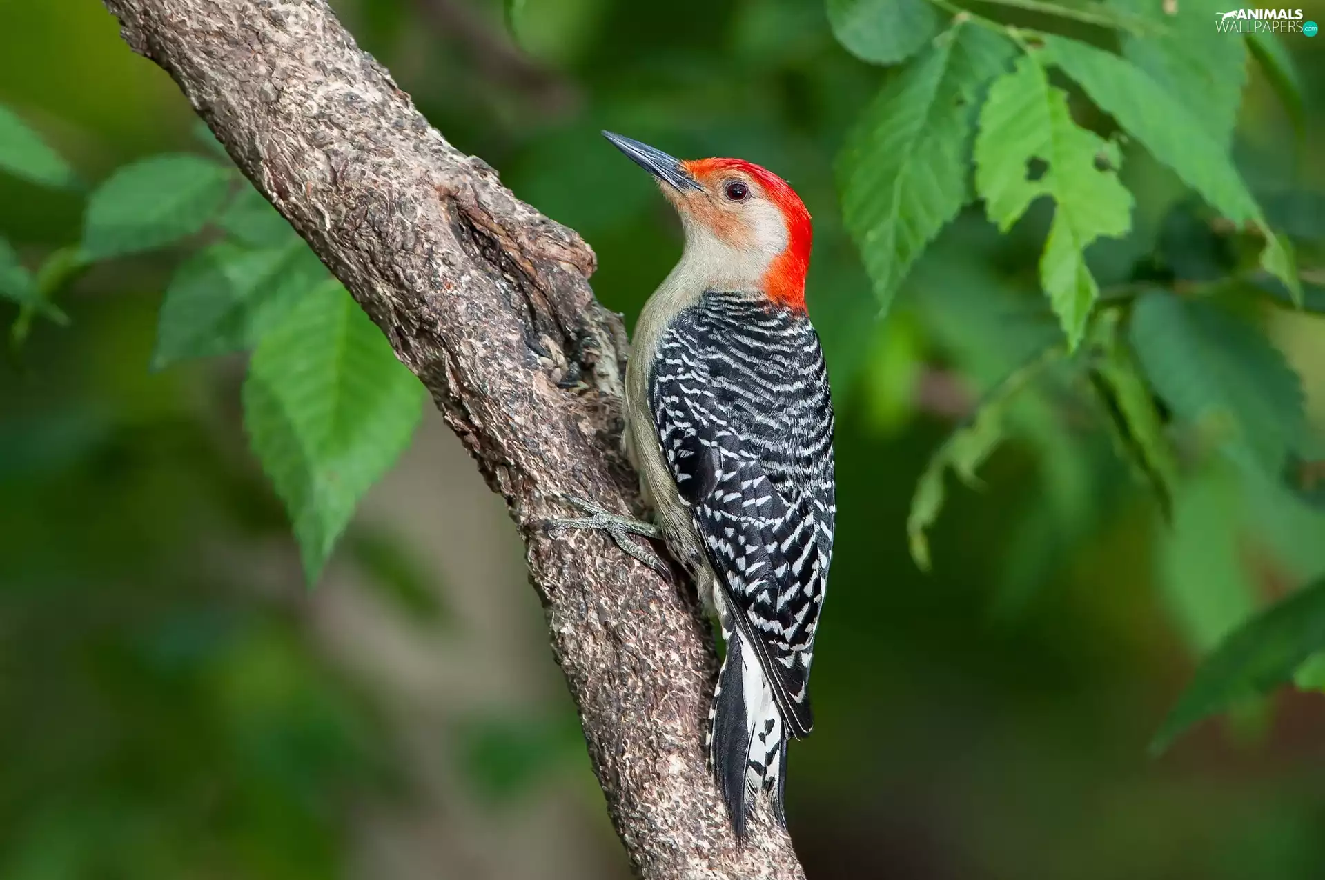 woodpecker, branch