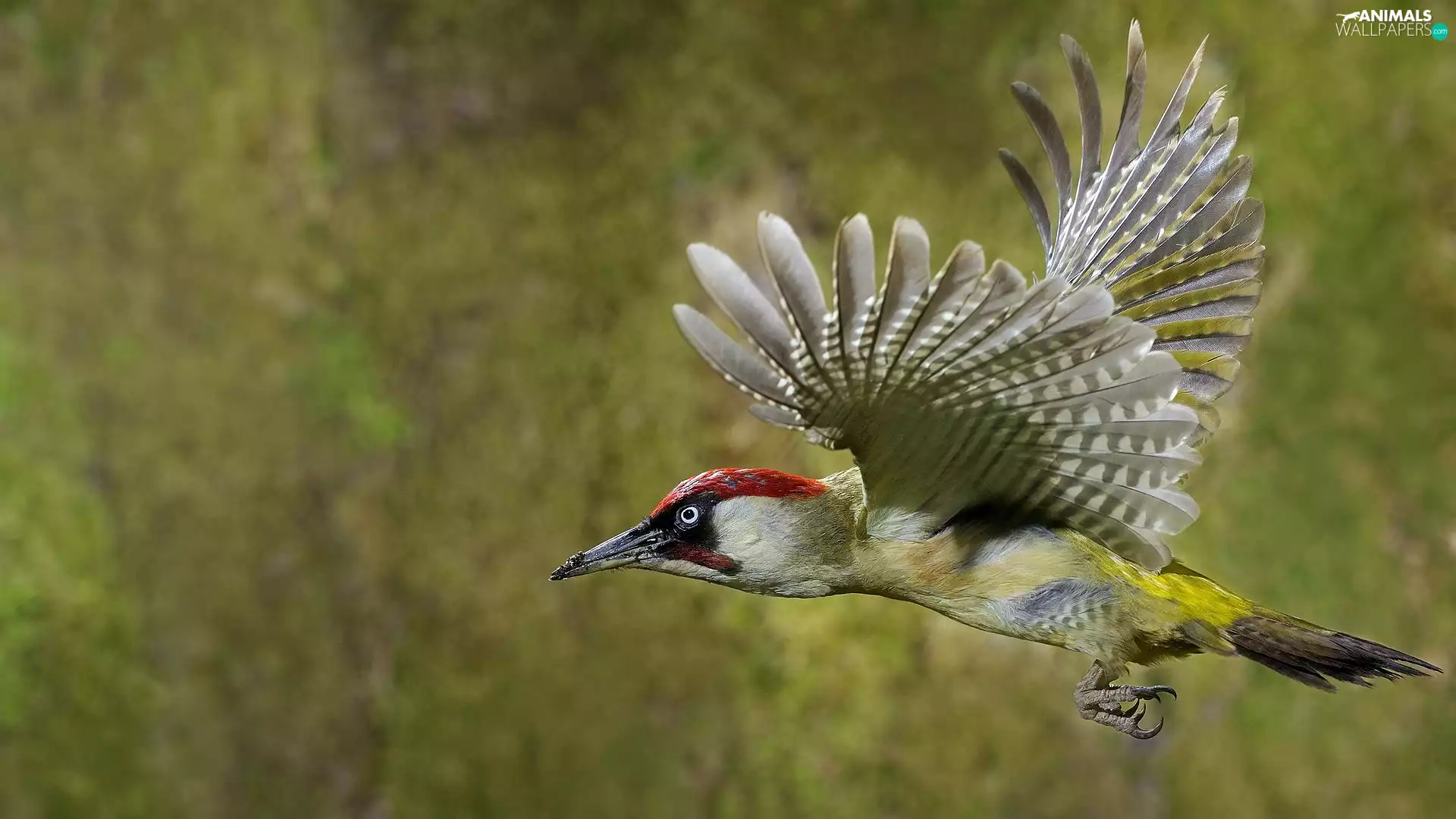 woodpecker, flight
