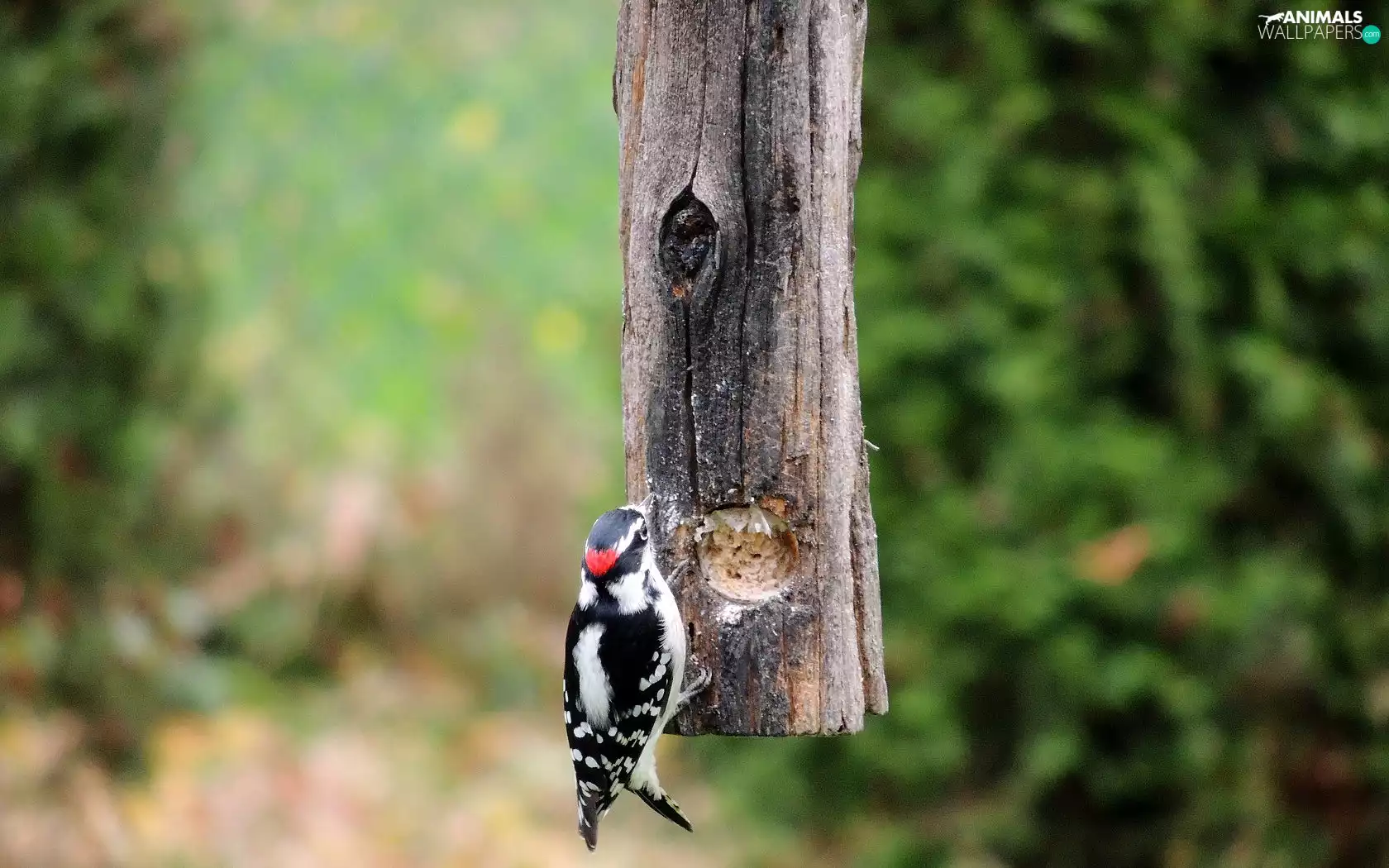 woodpecker, Hairy