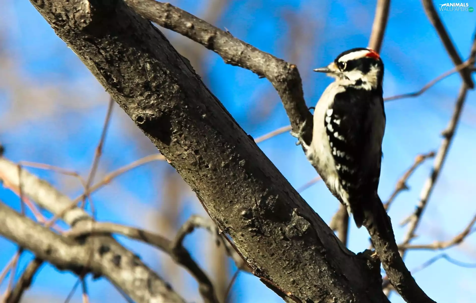 woodpecker, branch pics