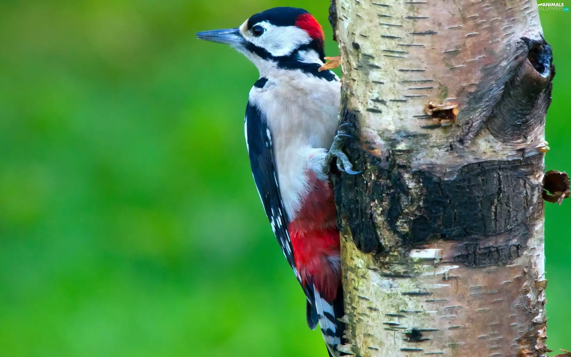 woodpecker, birch-tree