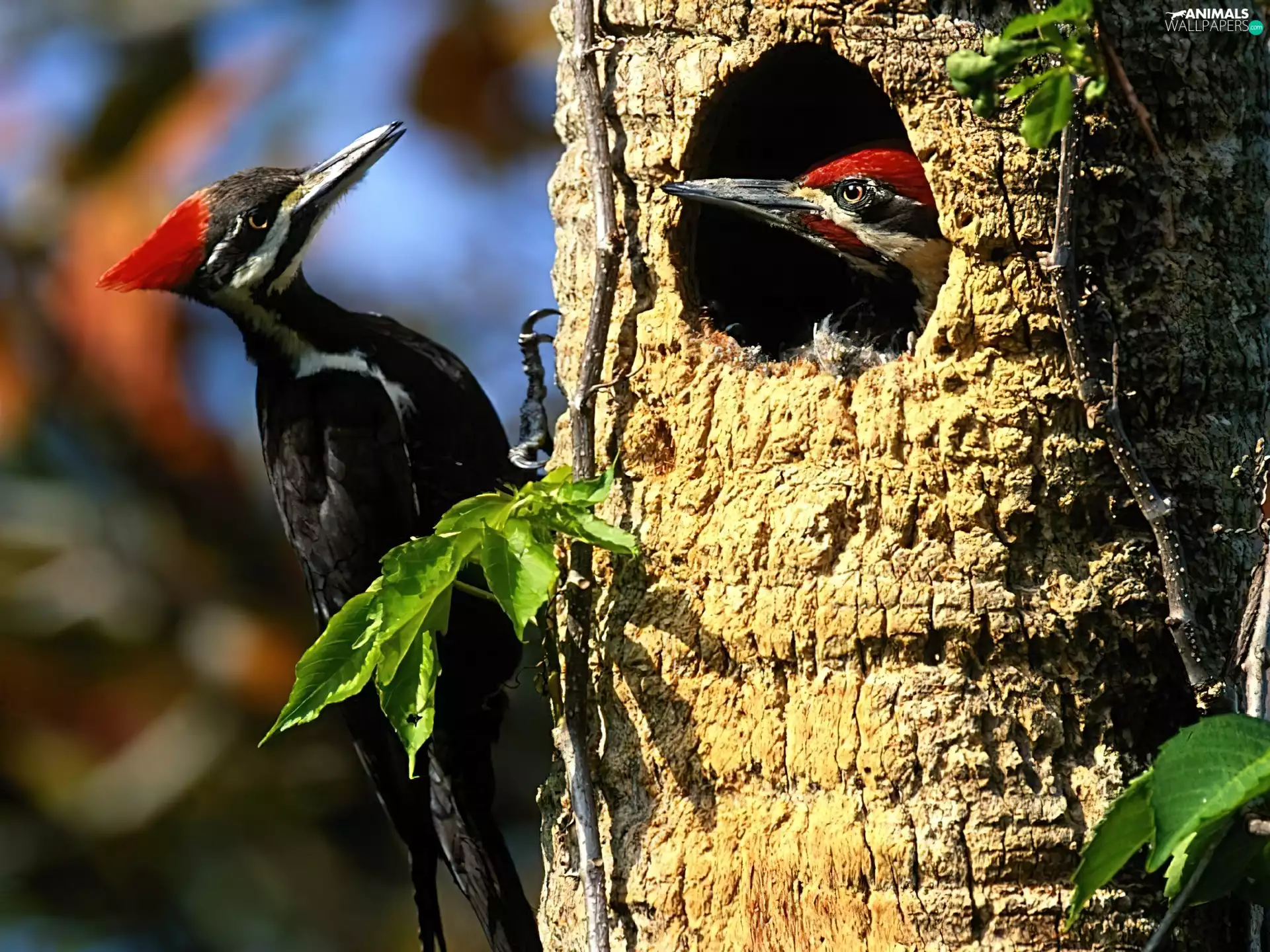woodpeckers, hollow