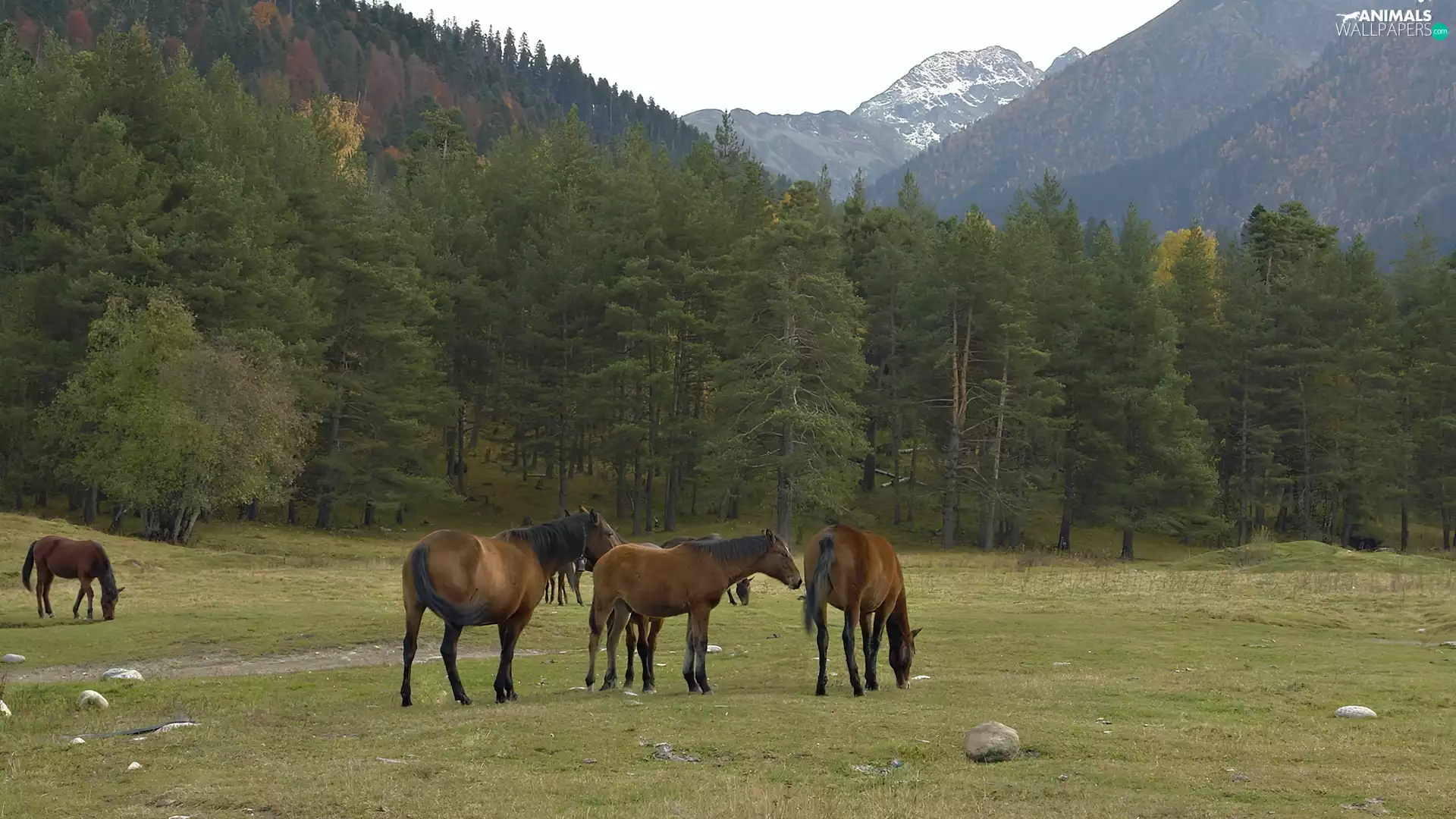 bloodstock, Mountains, pasture, woods
