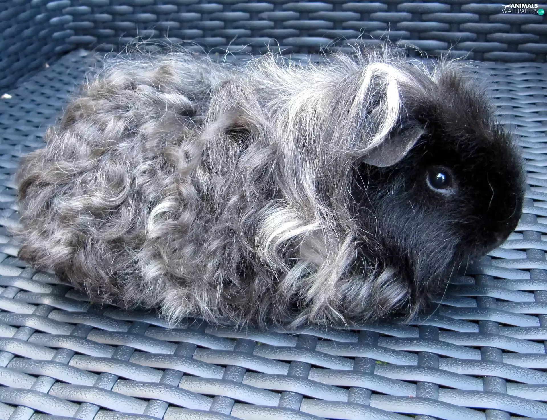guinea pig, basket-work, basket, maritime