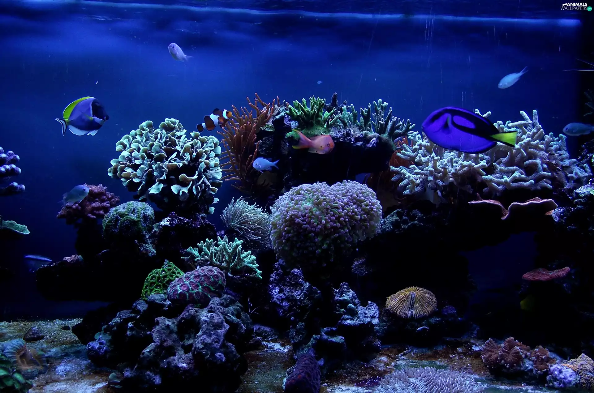 fish, aquarium, Underwater world