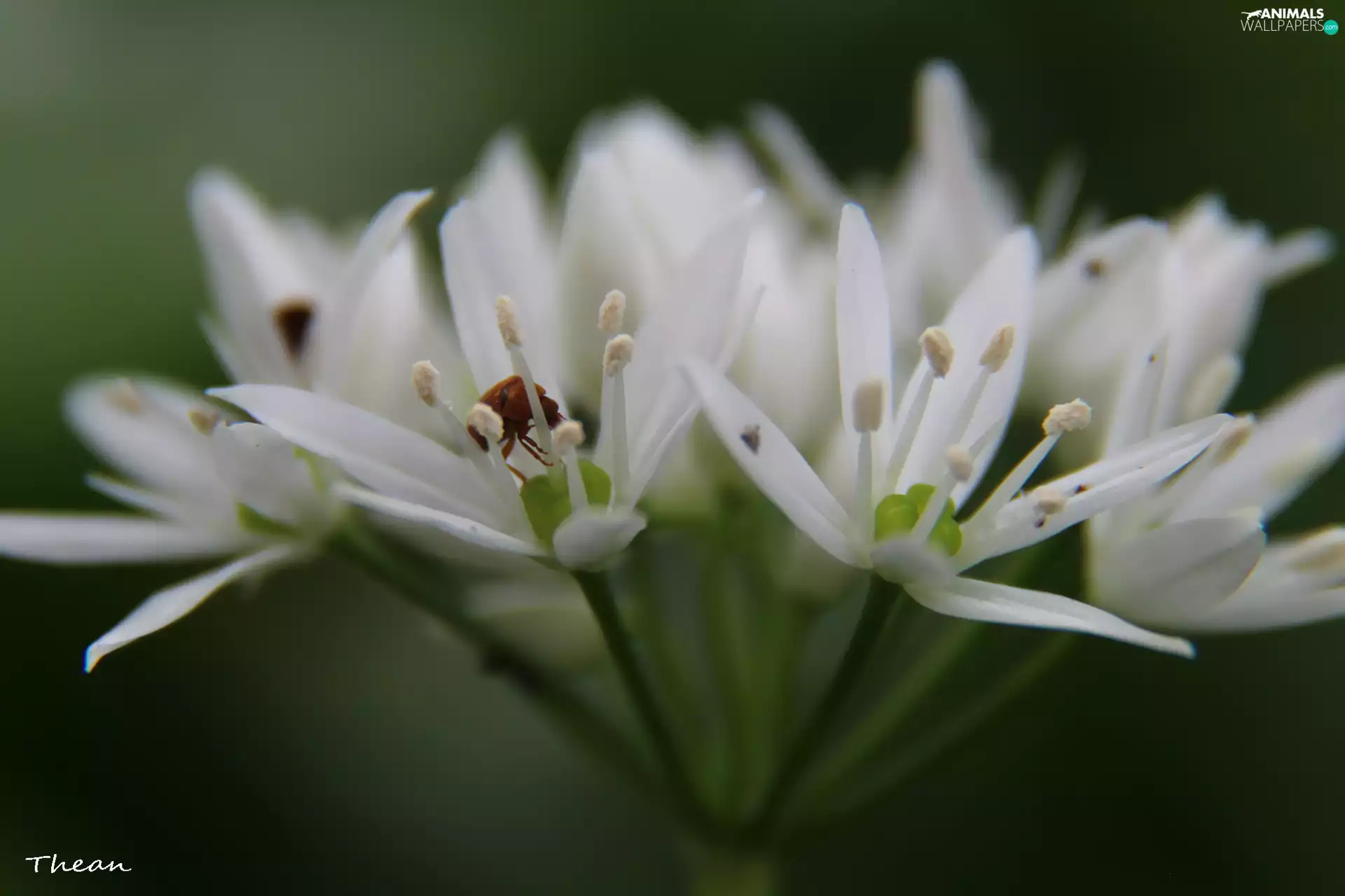 worm, White, Flowers