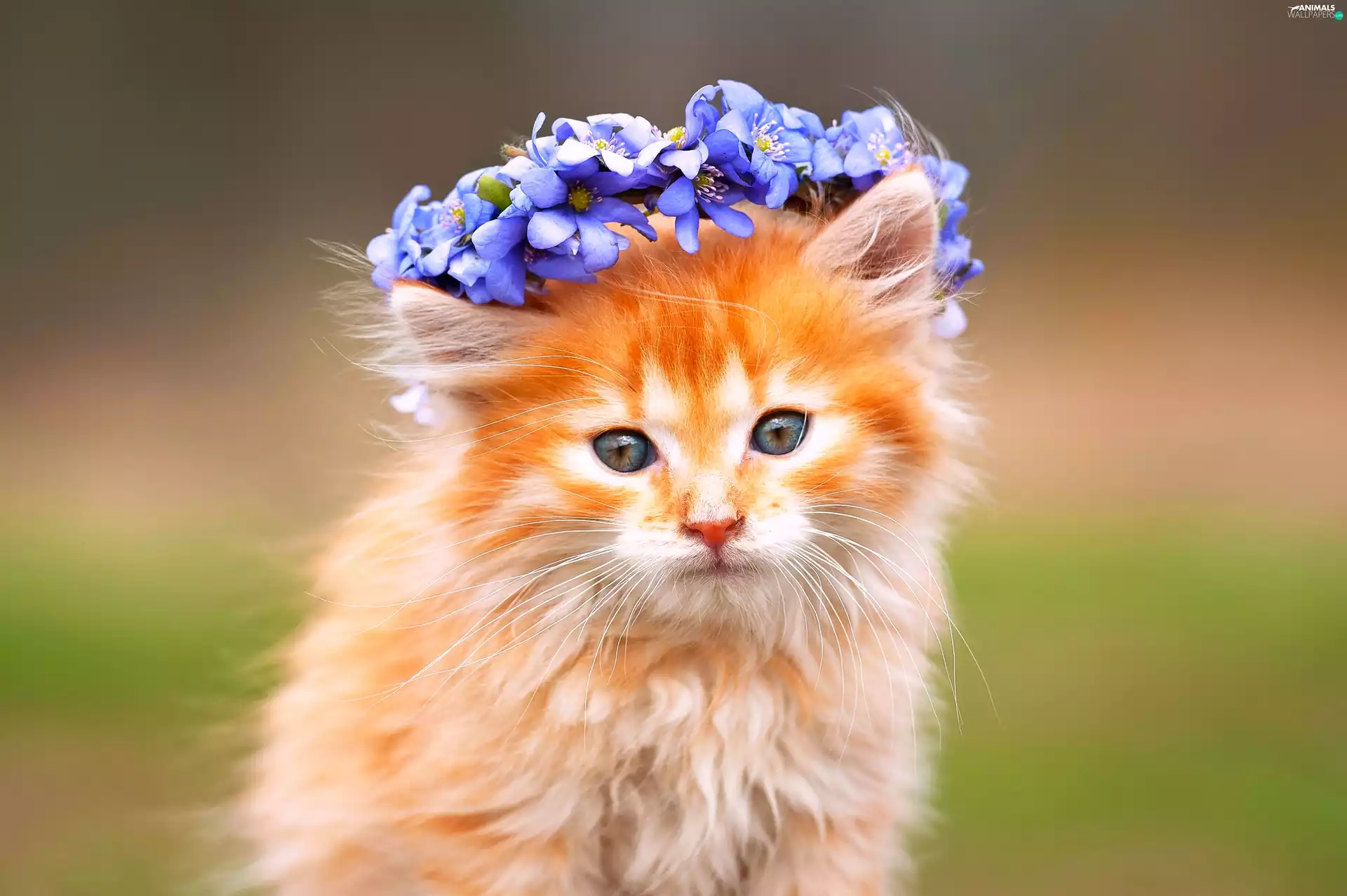 wreath, honeyed, kitten