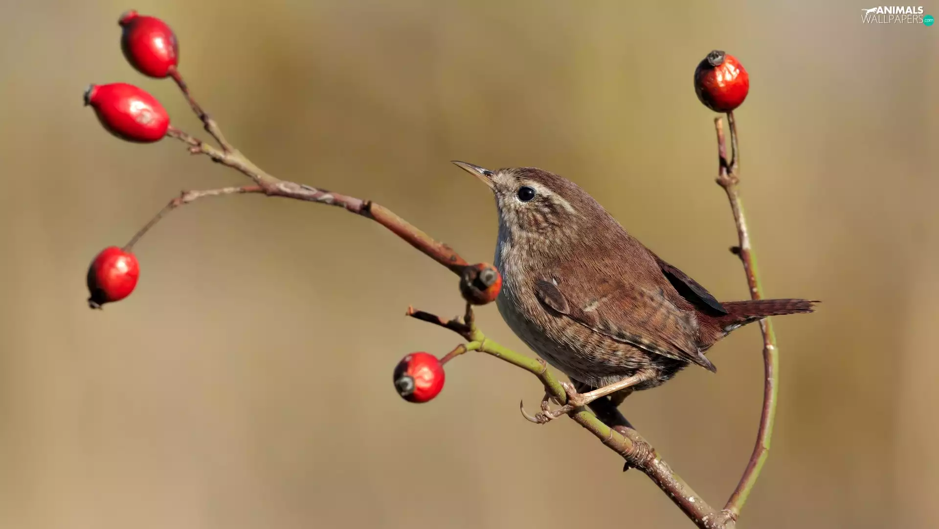 Bird, blueberries, branch, wren