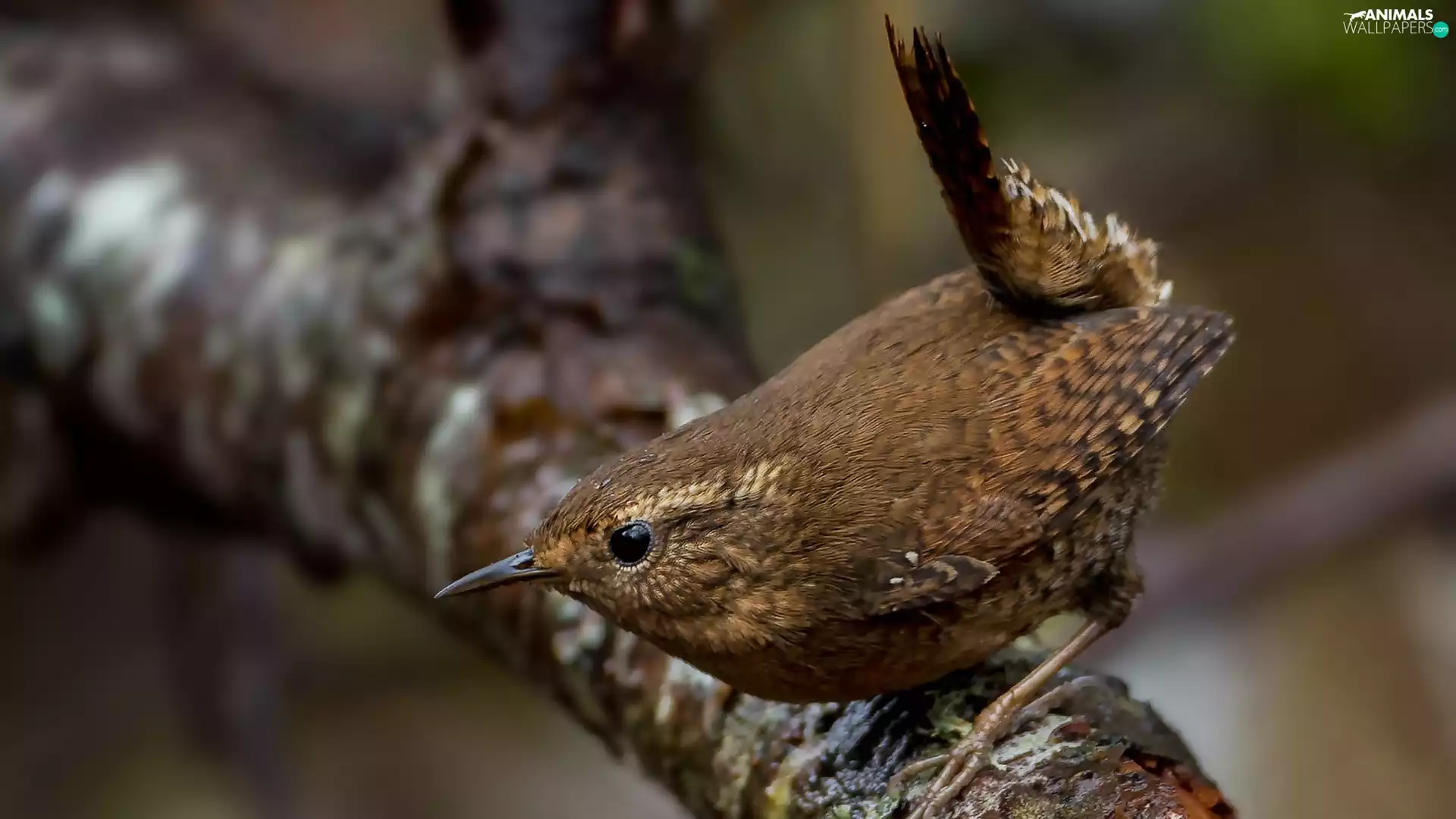 branch, Bird, Winter Wren