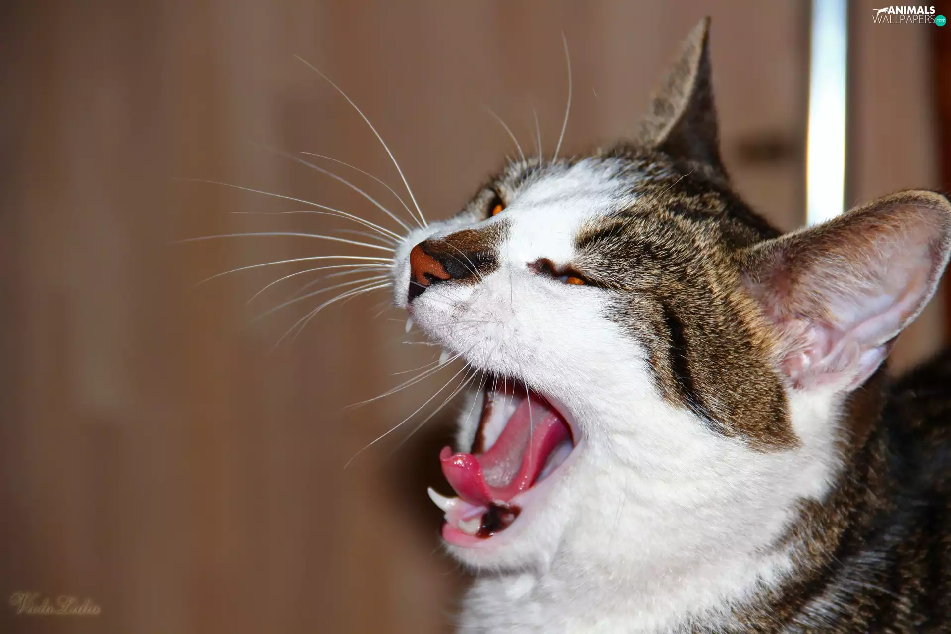 yawning, cat